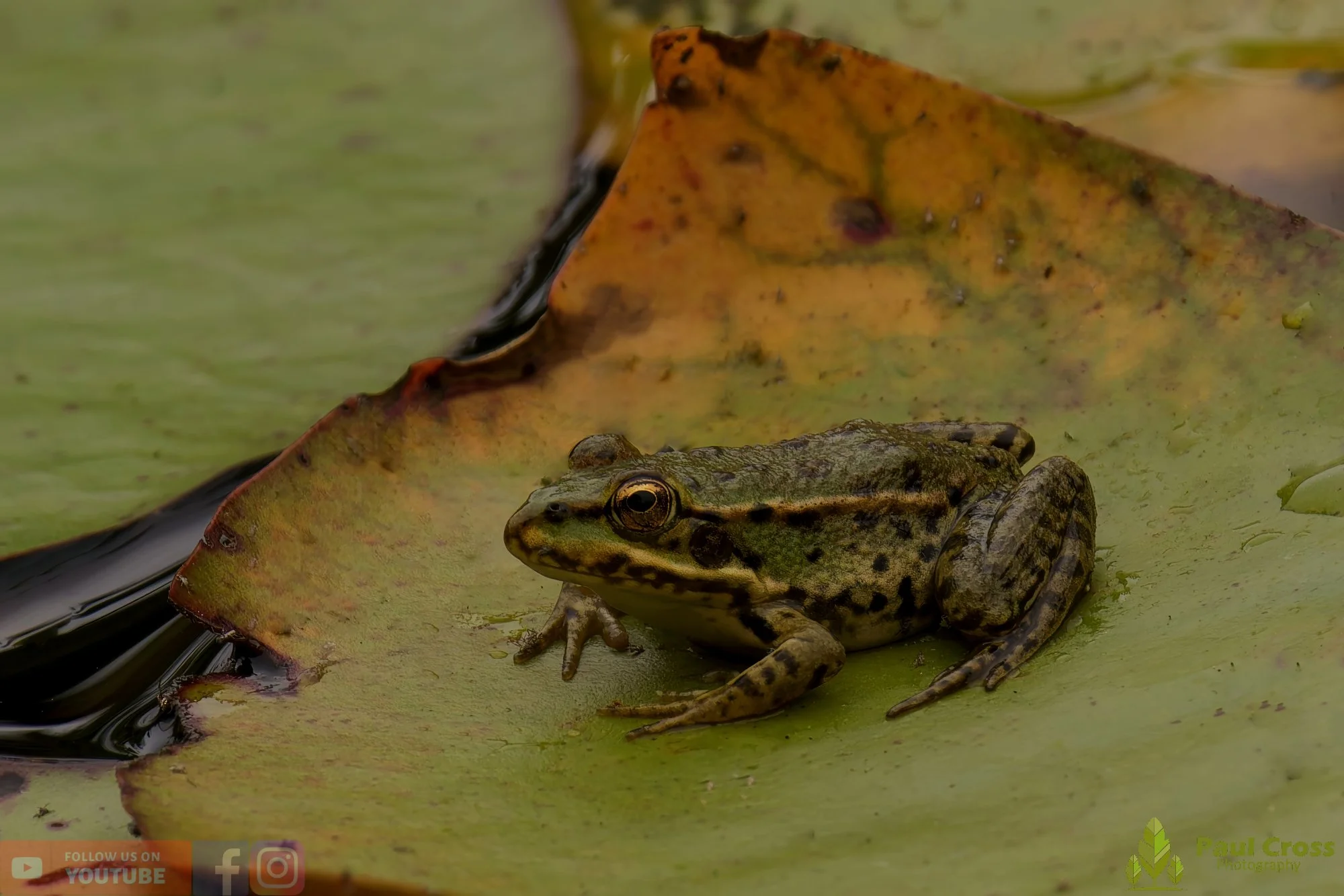 Marsh Frog-00058.jpg