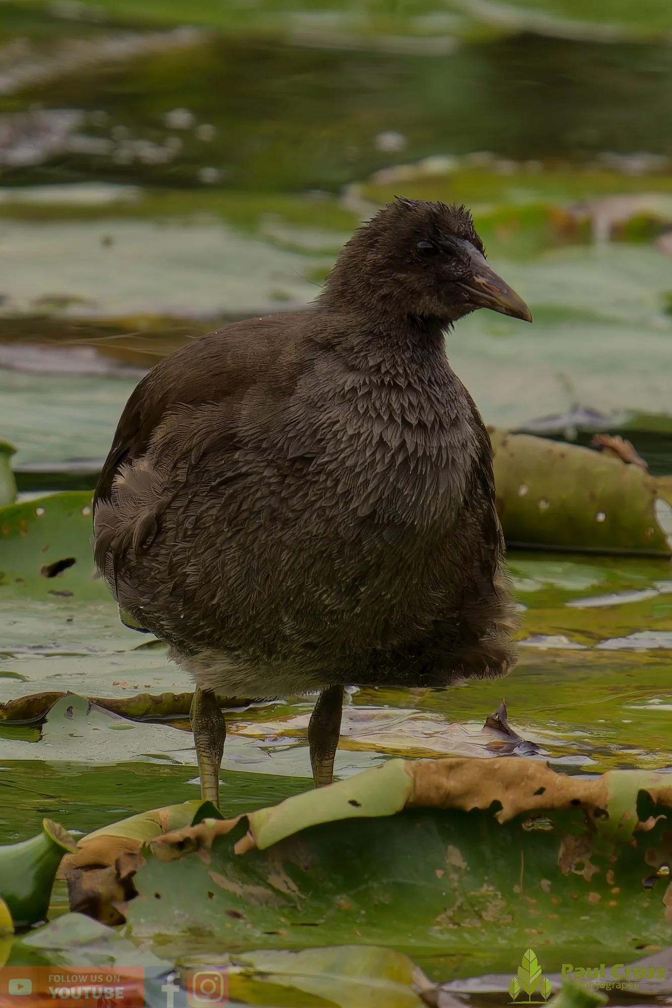 Moorhen-00224.jpg