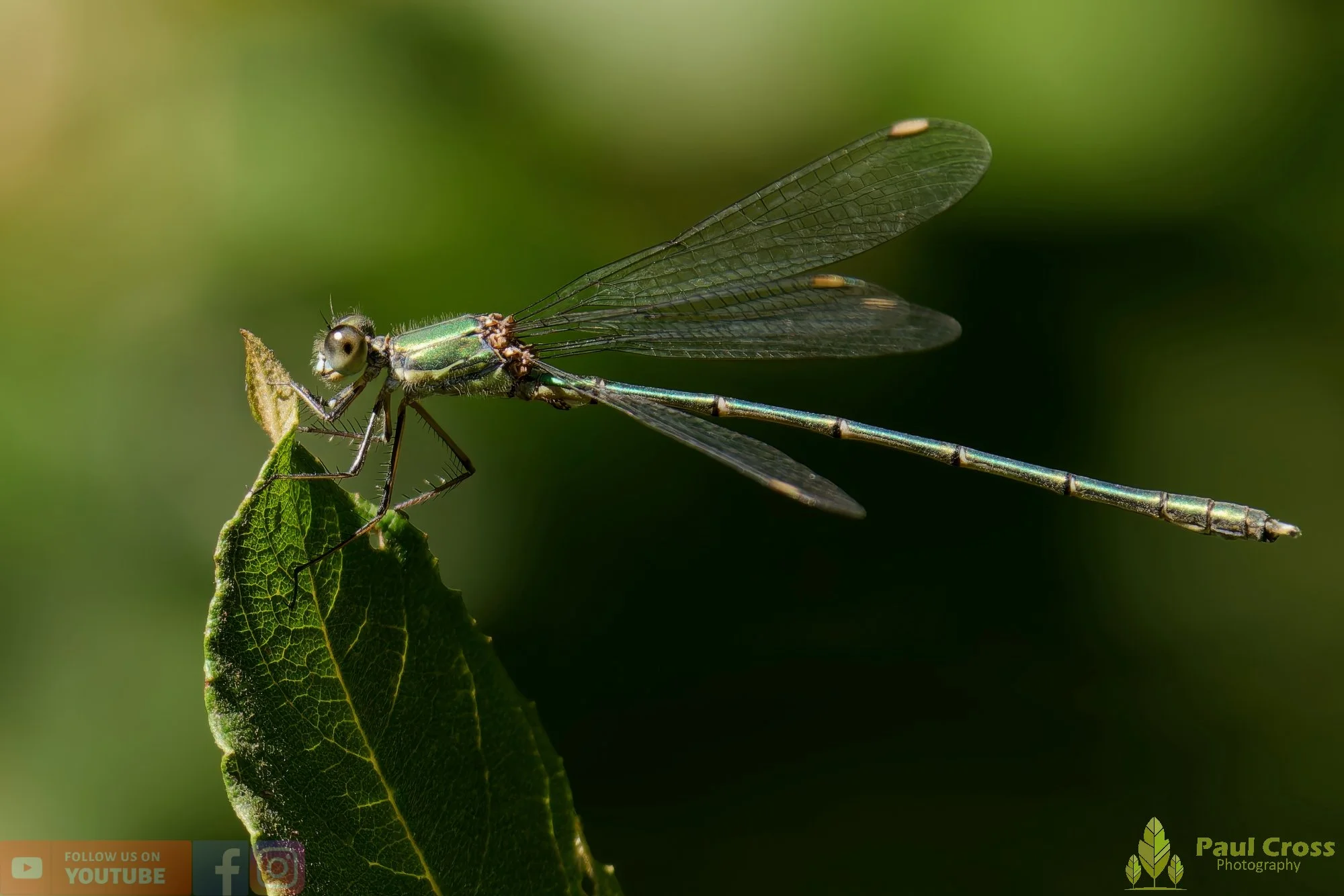 Willow Emerald Damselfly - Chalcolestes Viridis-00027.jpg