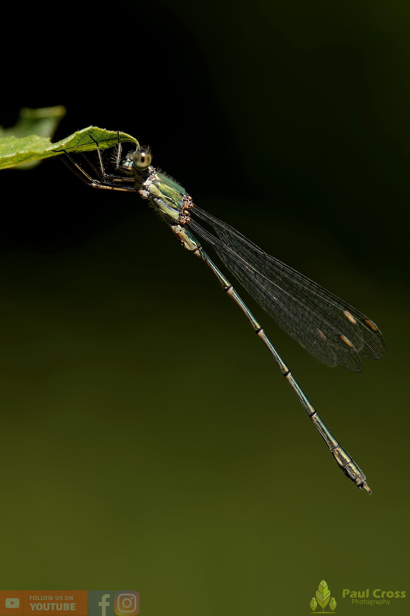 Willow Emerald Damselfly - Chalcolestes Viridis-00029.jpg