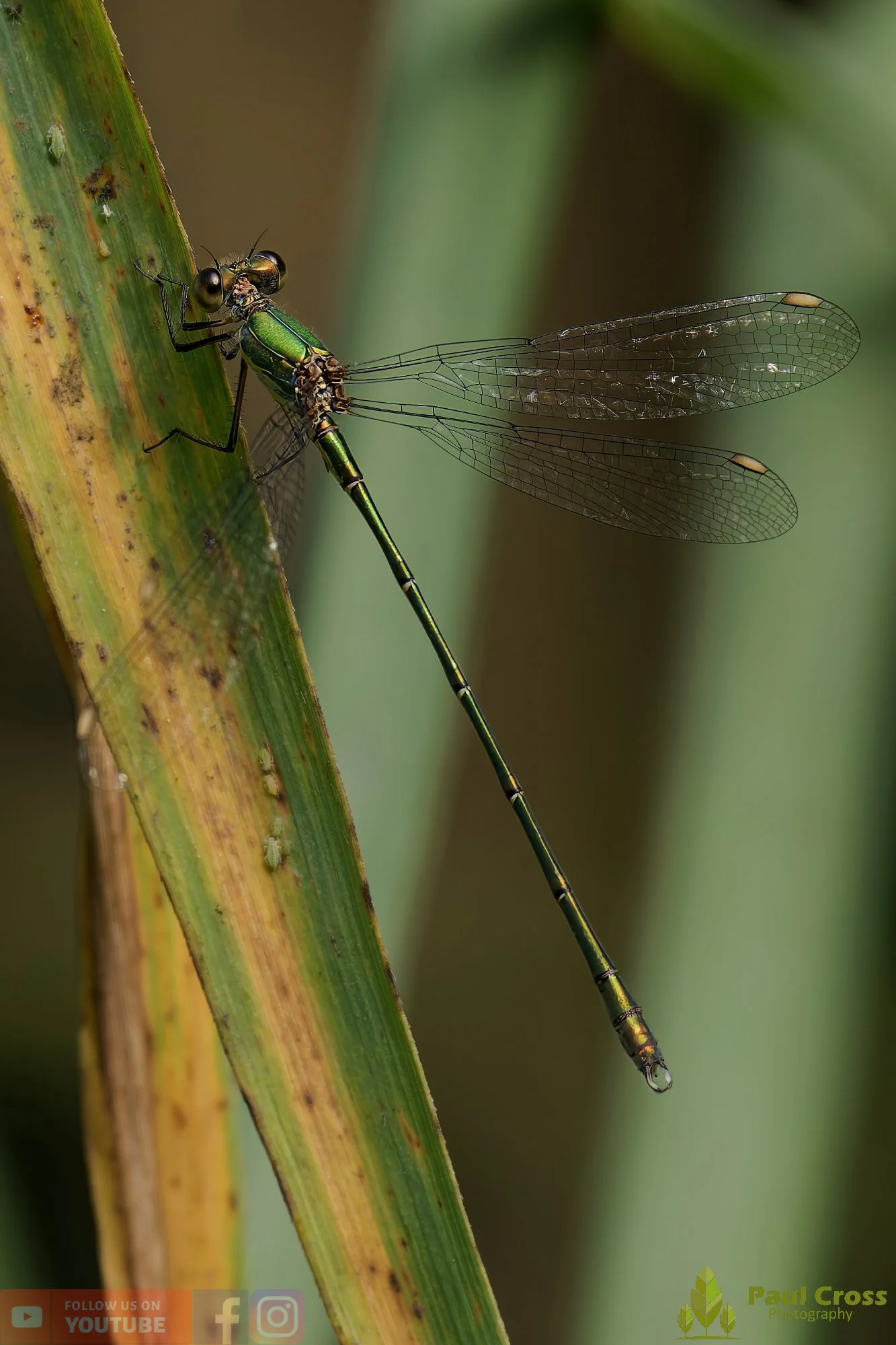 Willow Emerald Damselfly - Chalcolestes Viridis-00030.jpg