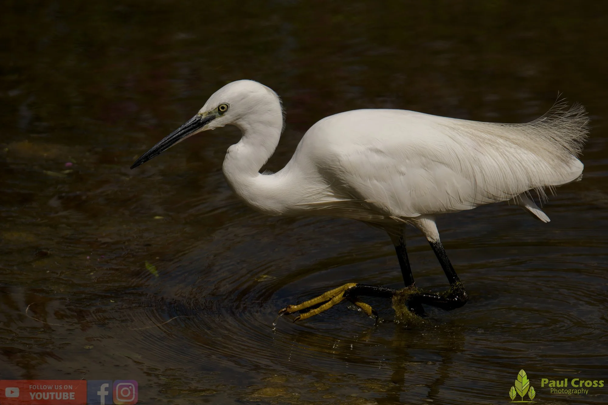 Little Egret-00466.jpg