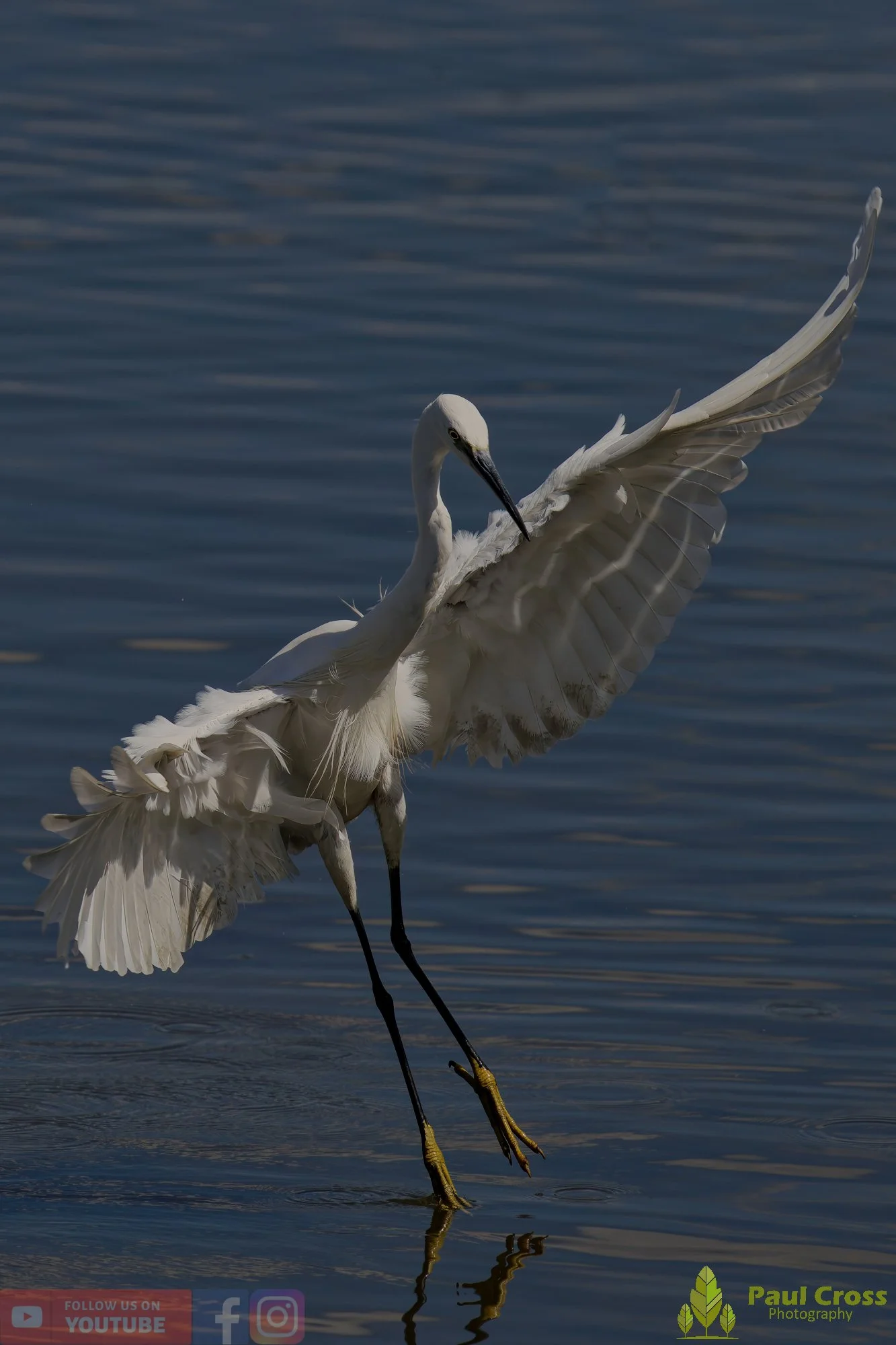 Little Egret-00468.jpg