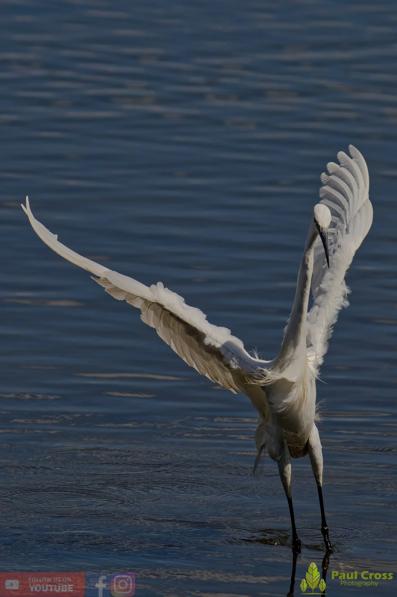 Little Egret-00469.jpg