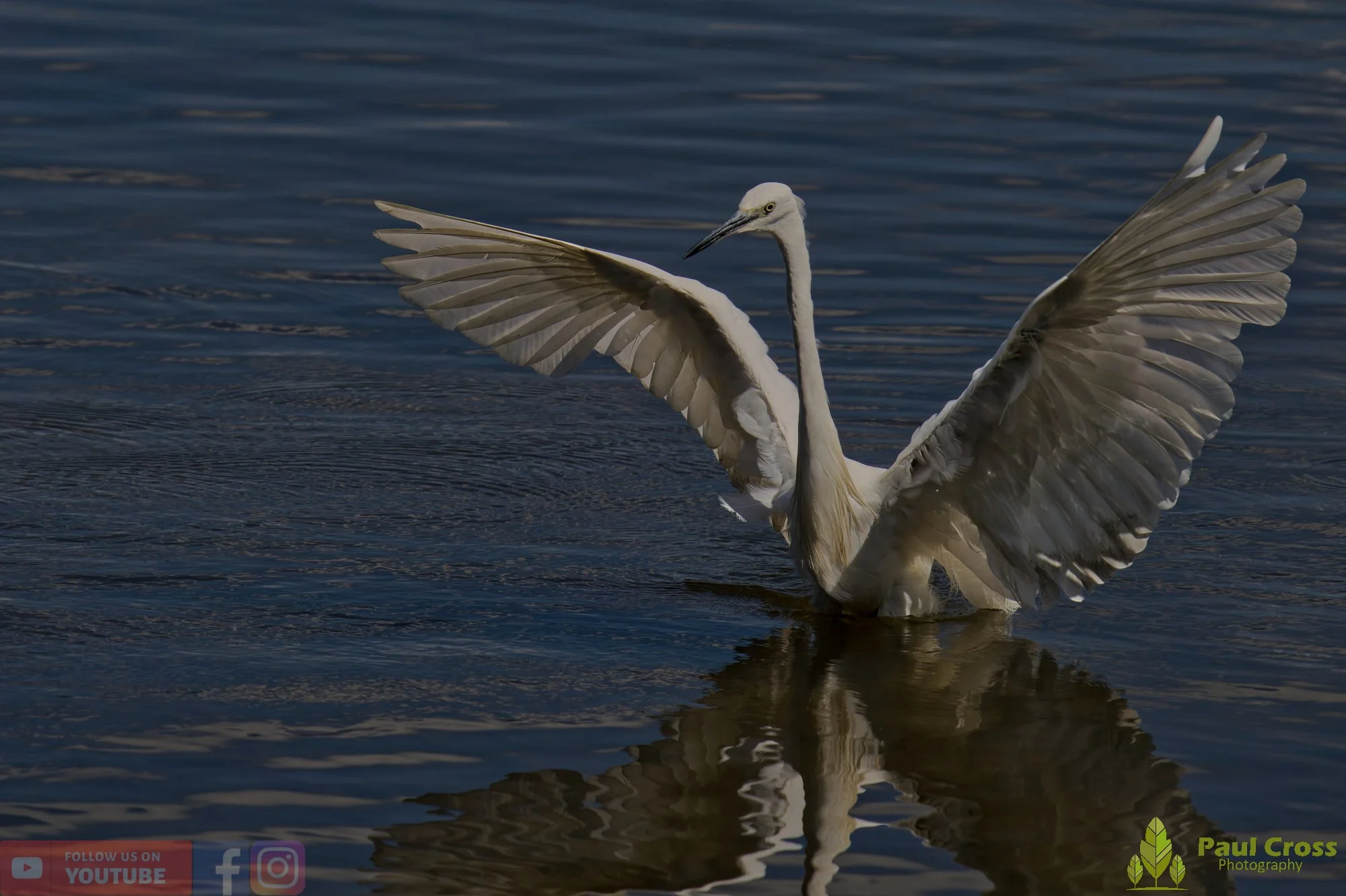Little Egret-00470.jpg
