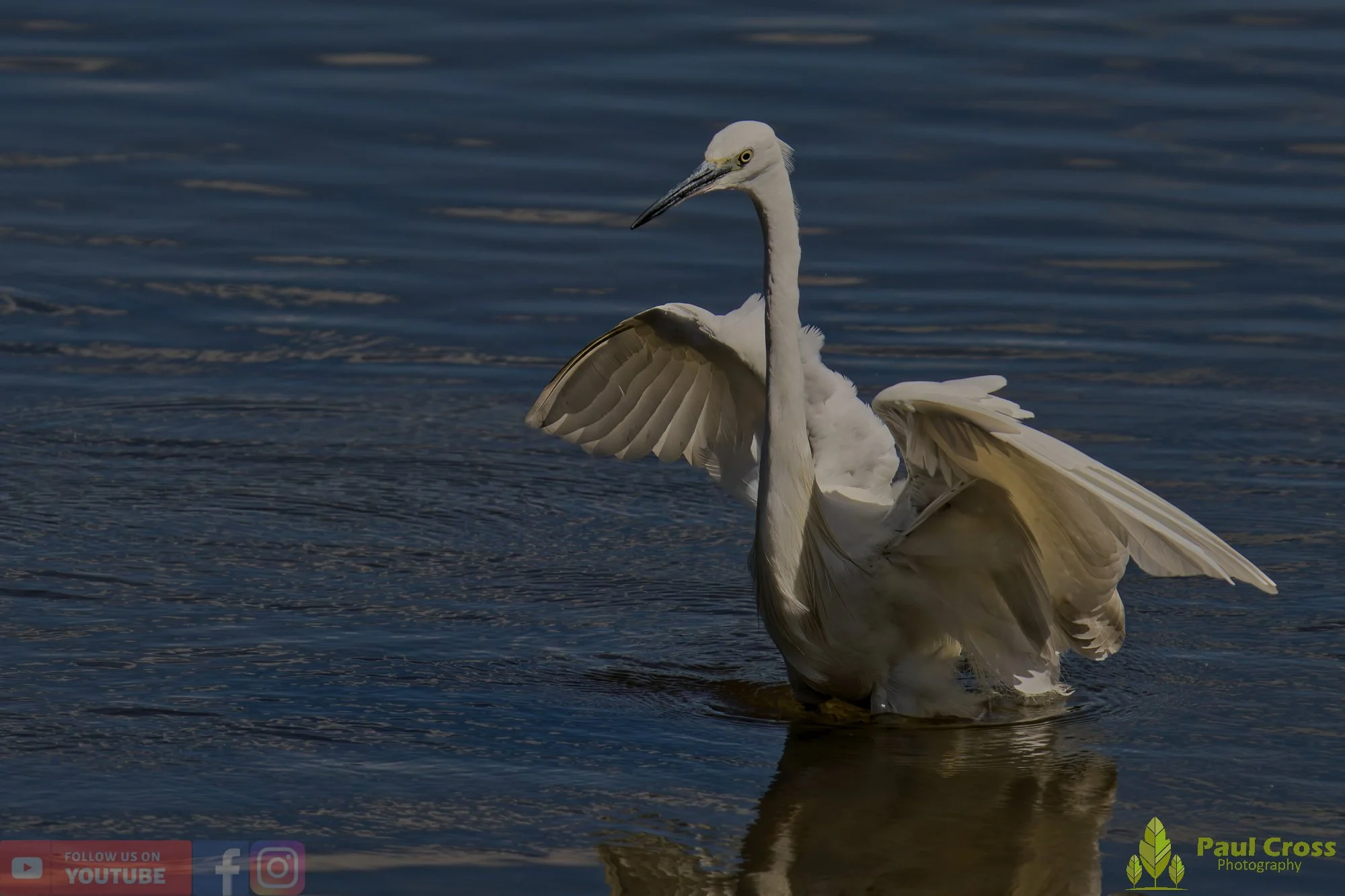 Little Egret-00471.jpg