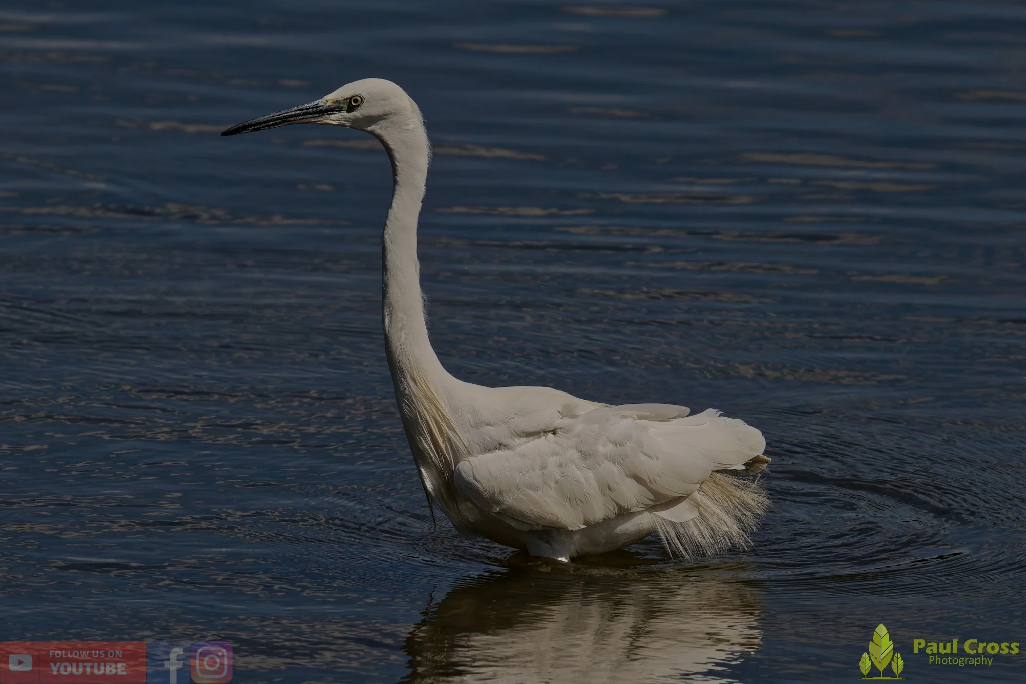 Little Egret-00472.jpg