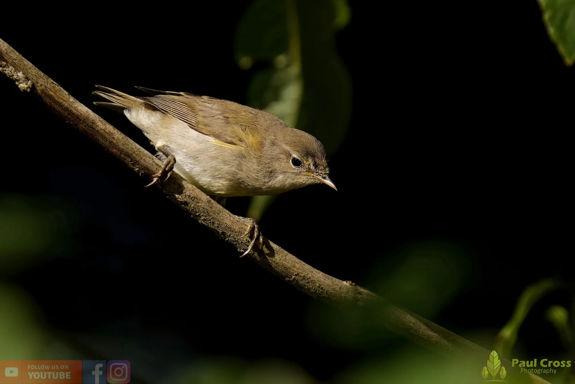 Chiffchaff-00115.jpg
