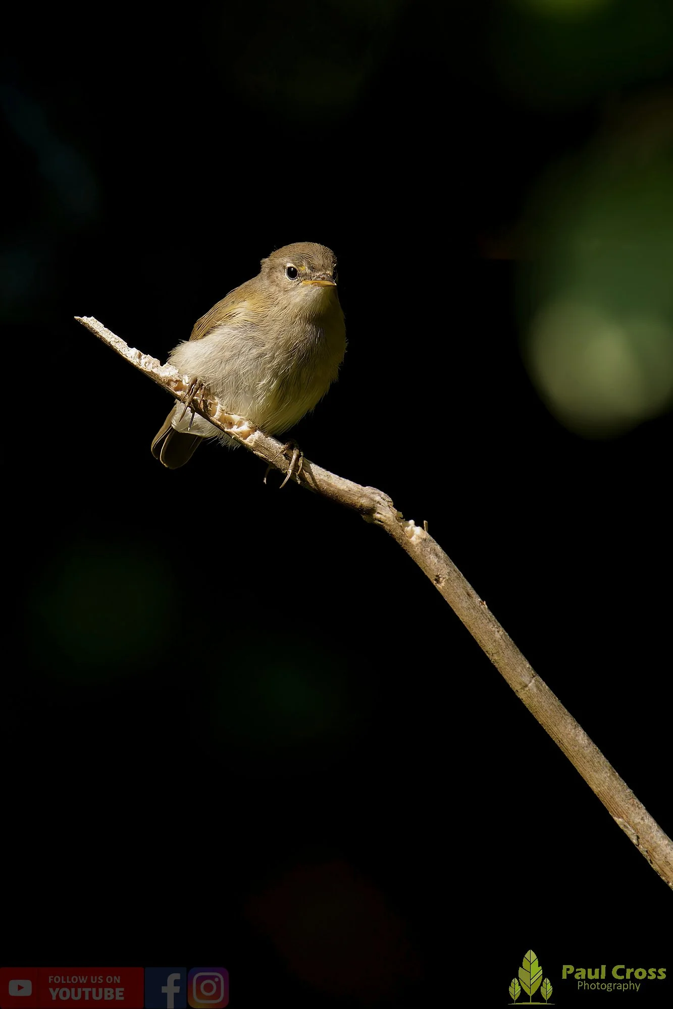 Chiffchaff-00117.jpg
