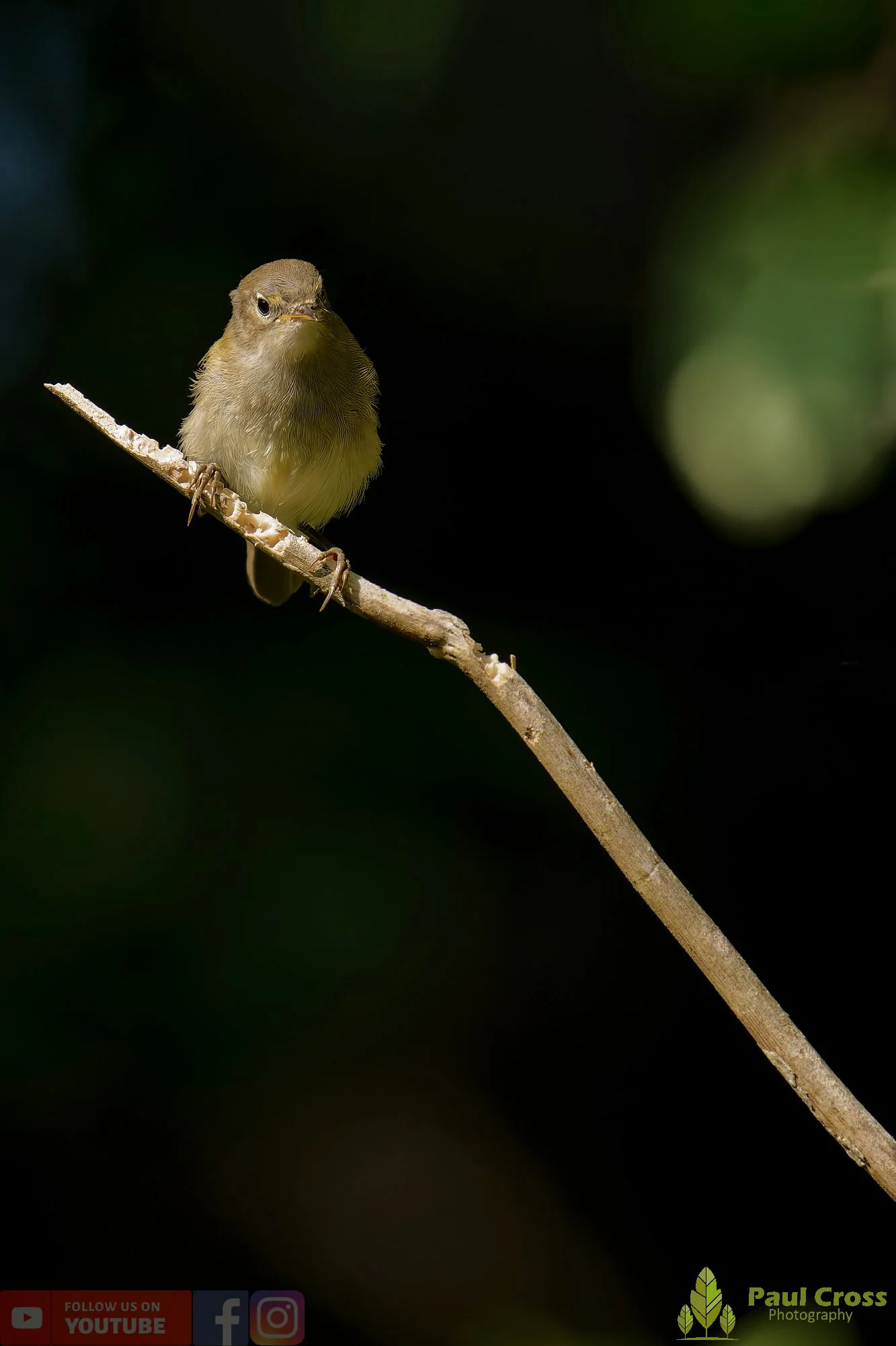 Chiffchaff-00119.jpg