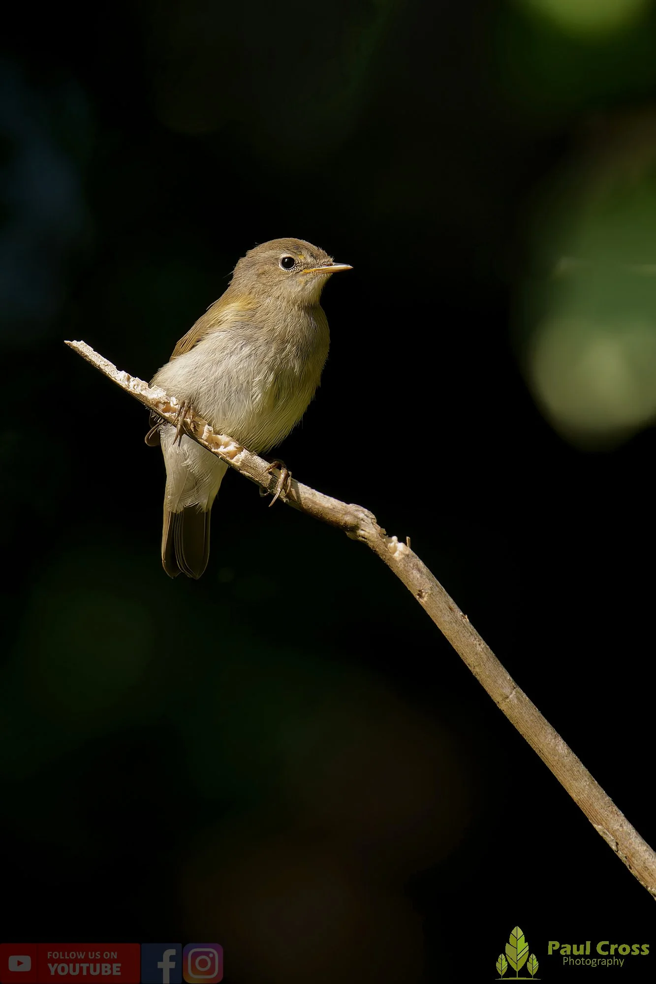 Chiffchaff-00120.jpg