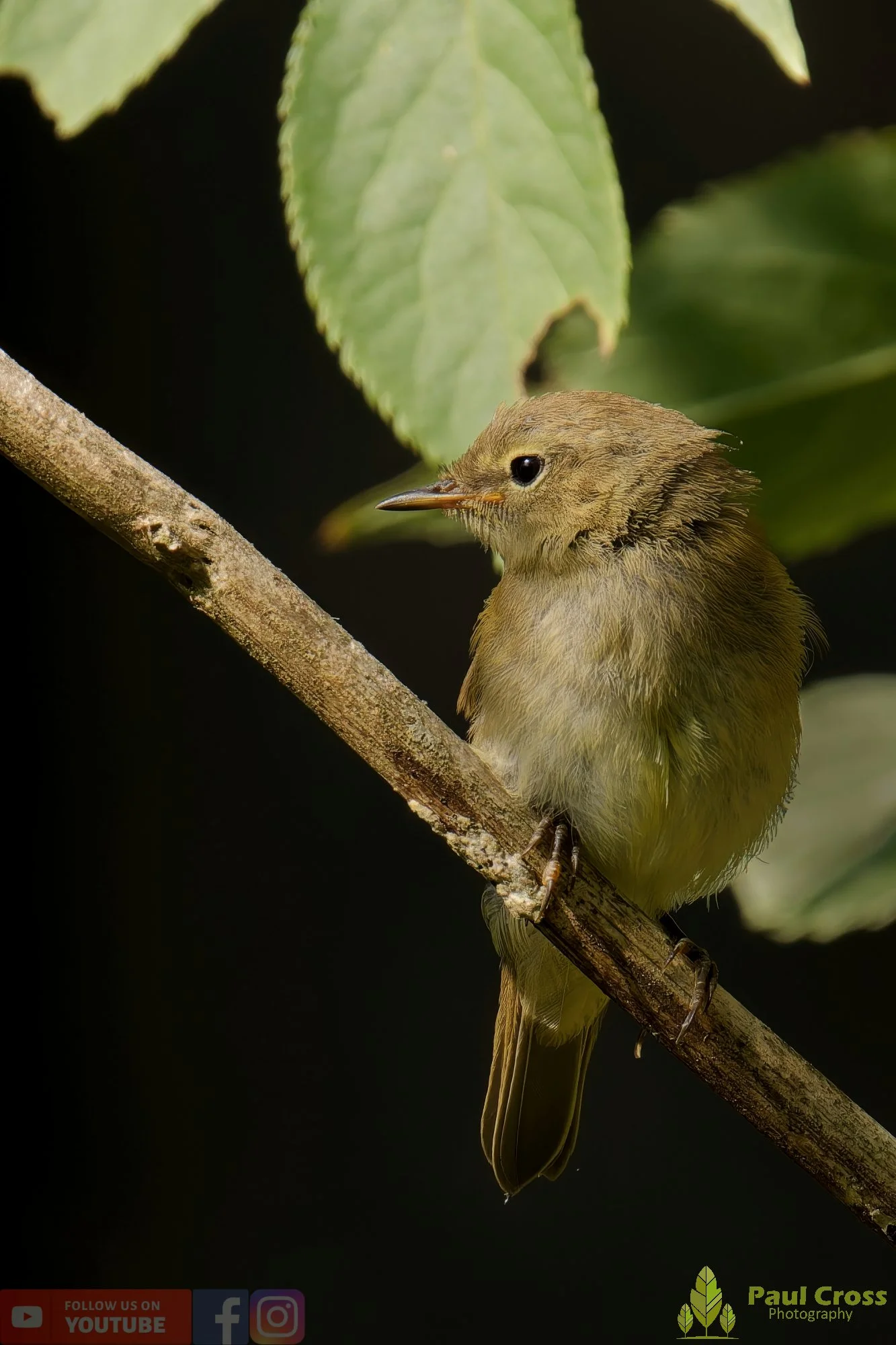 Chiffchaff-00121.jpg