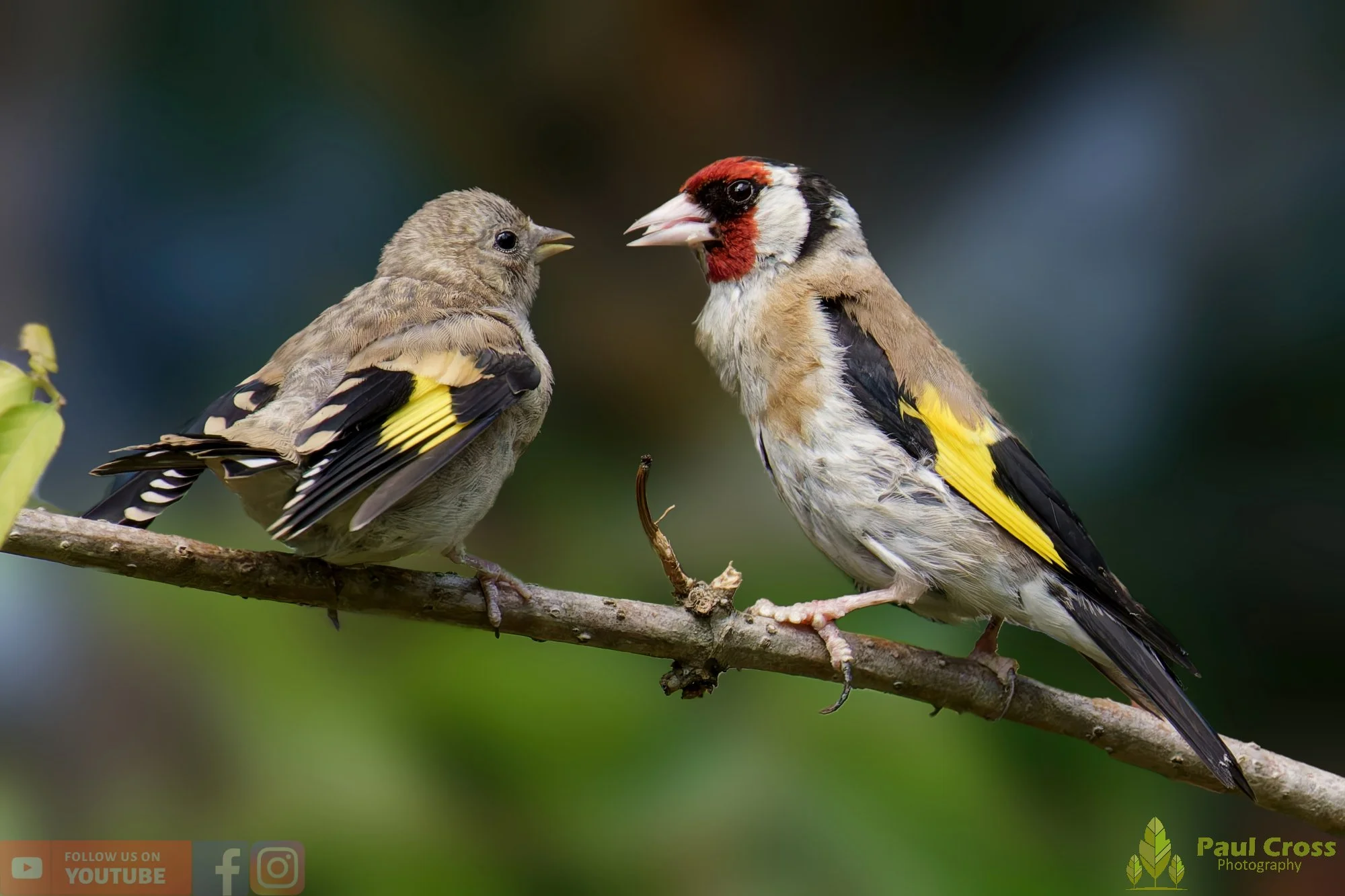 Goldfinch-00212.jpg