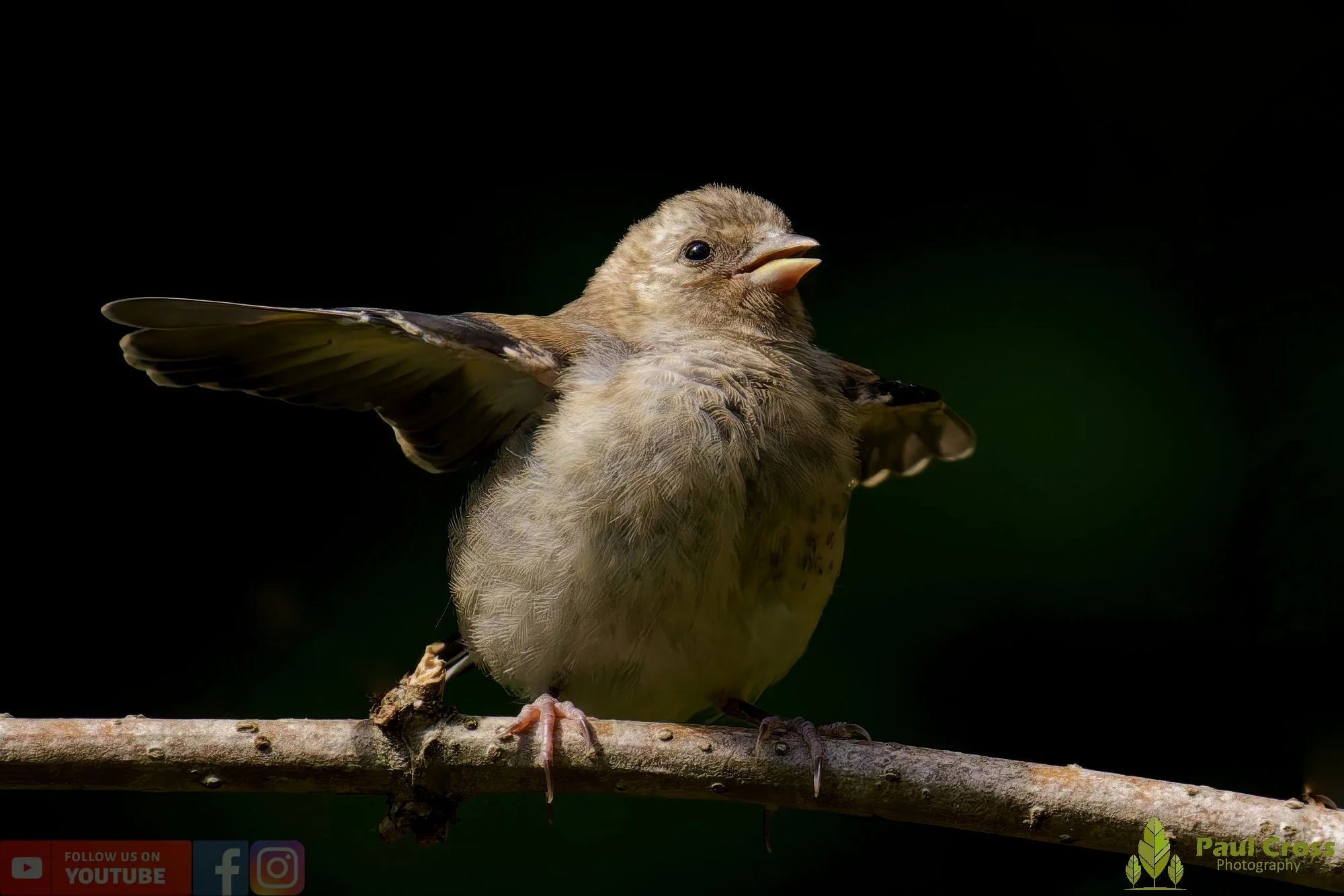 Goldfinch-00215.jpg