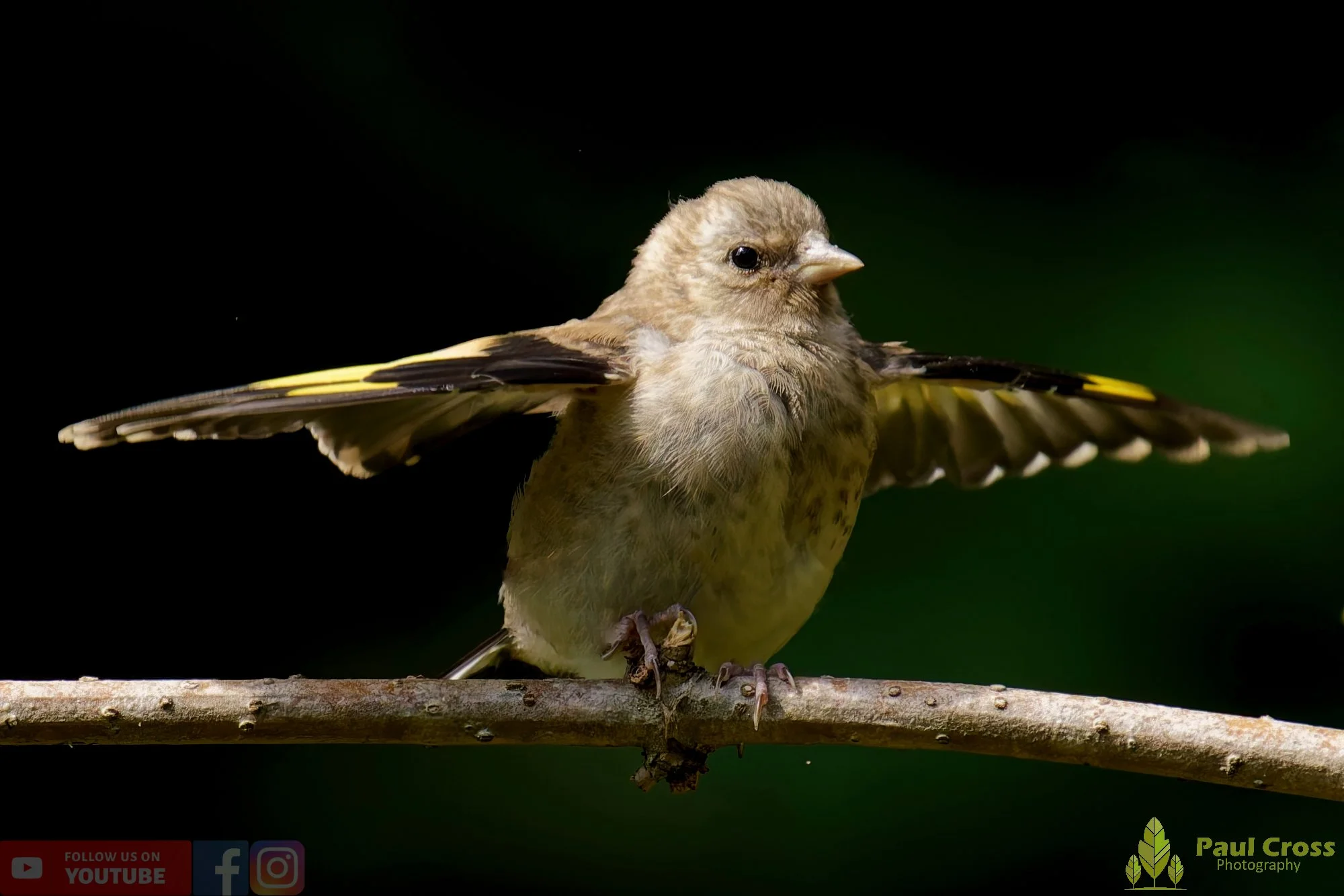 Goldfinch-00214.jpg