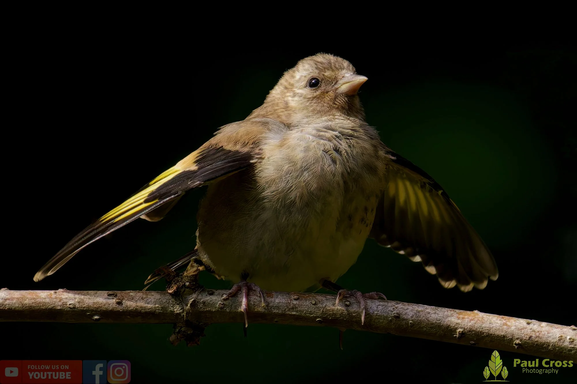 Goldfinch-00216.jpg