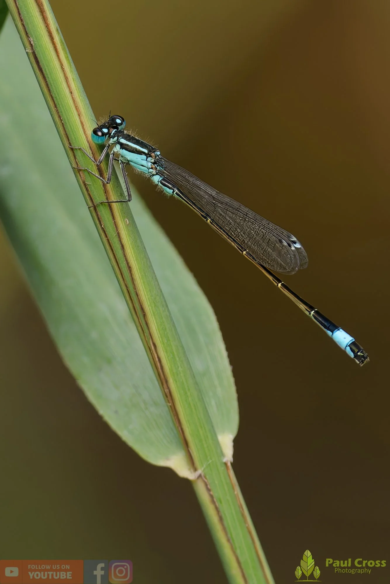 Blue-Tailed Damselfly-00016.jpg