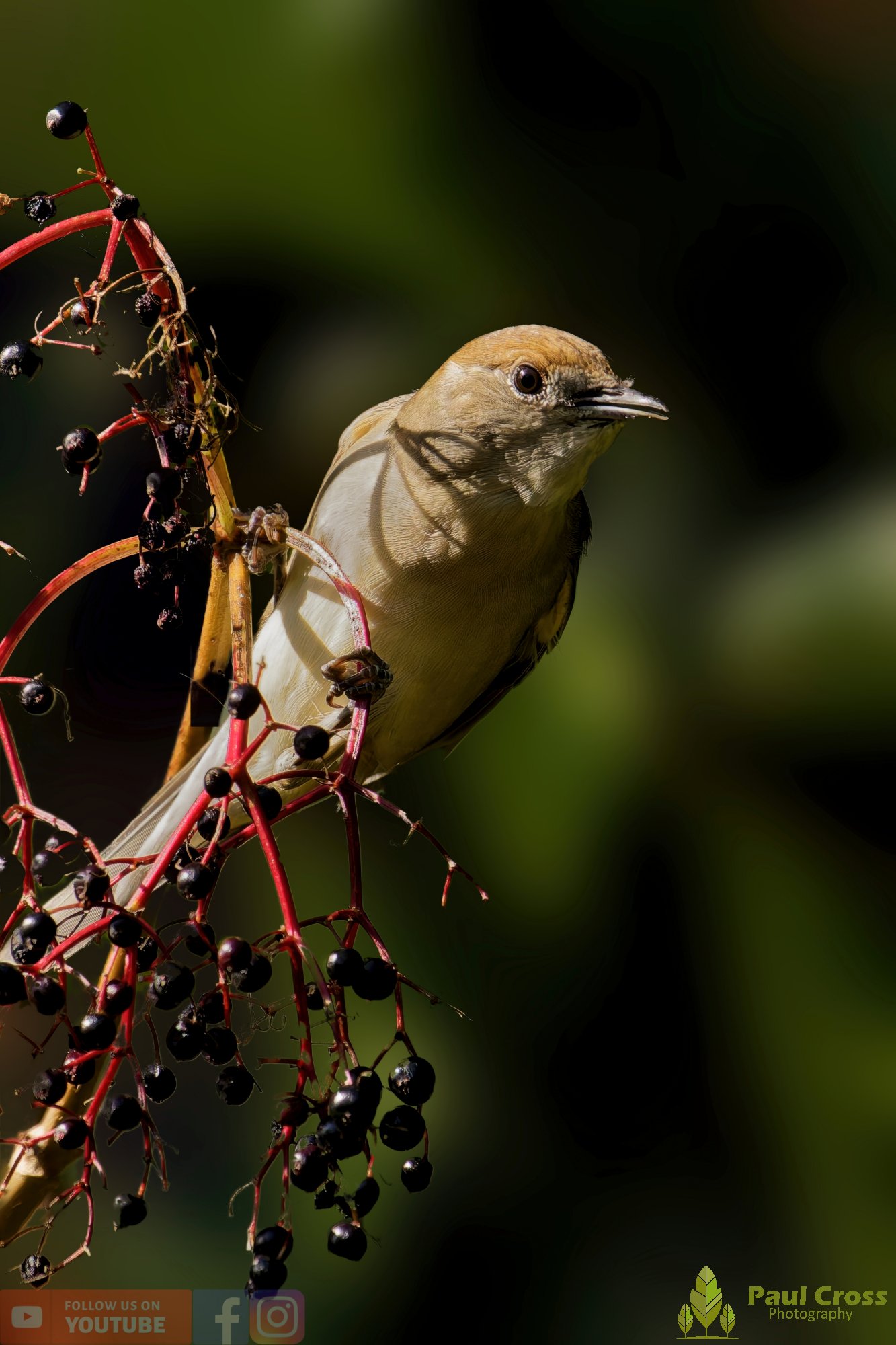 Blackcap-00092.jpg
