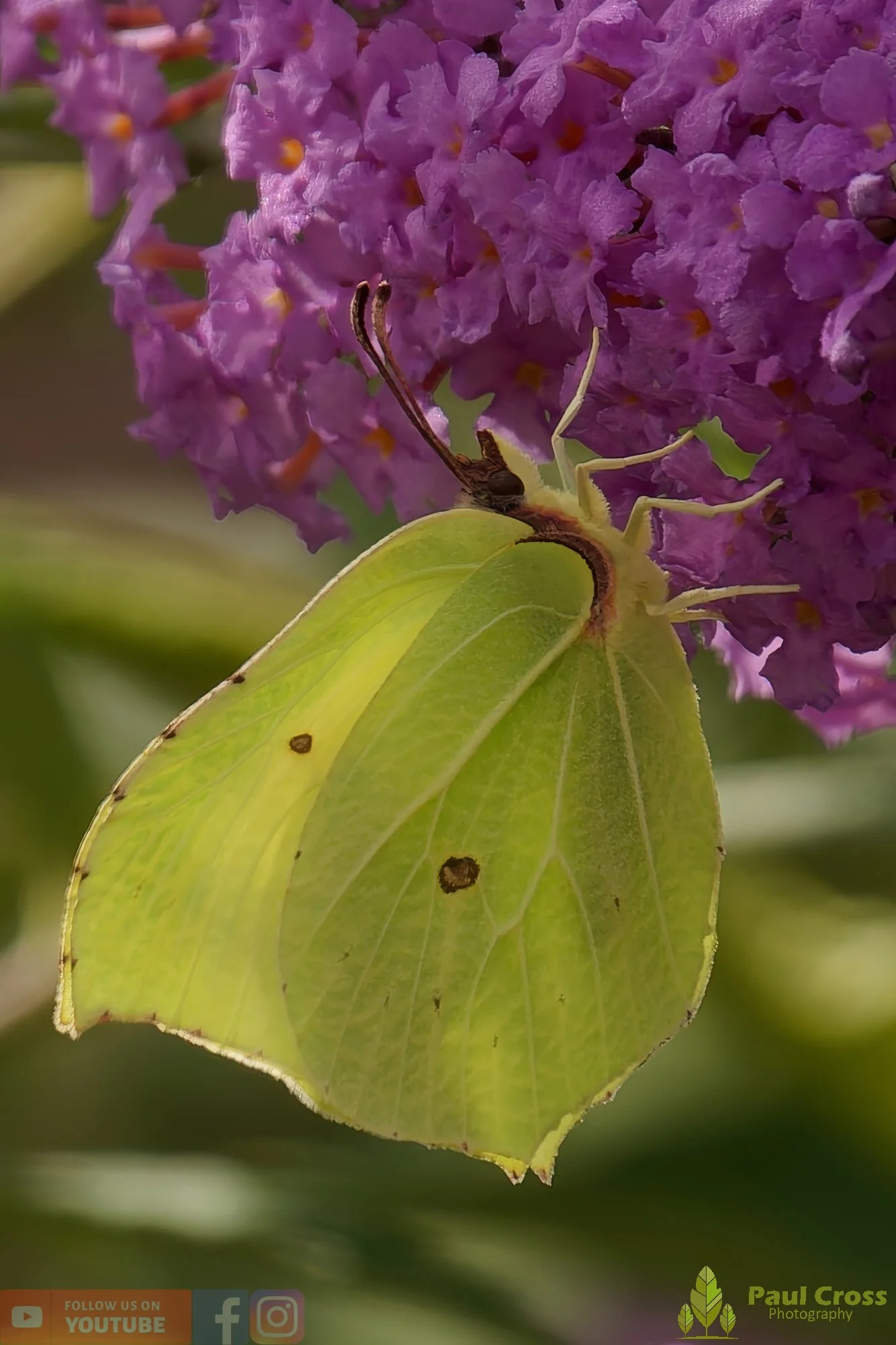 Brimstone-00032.jpg