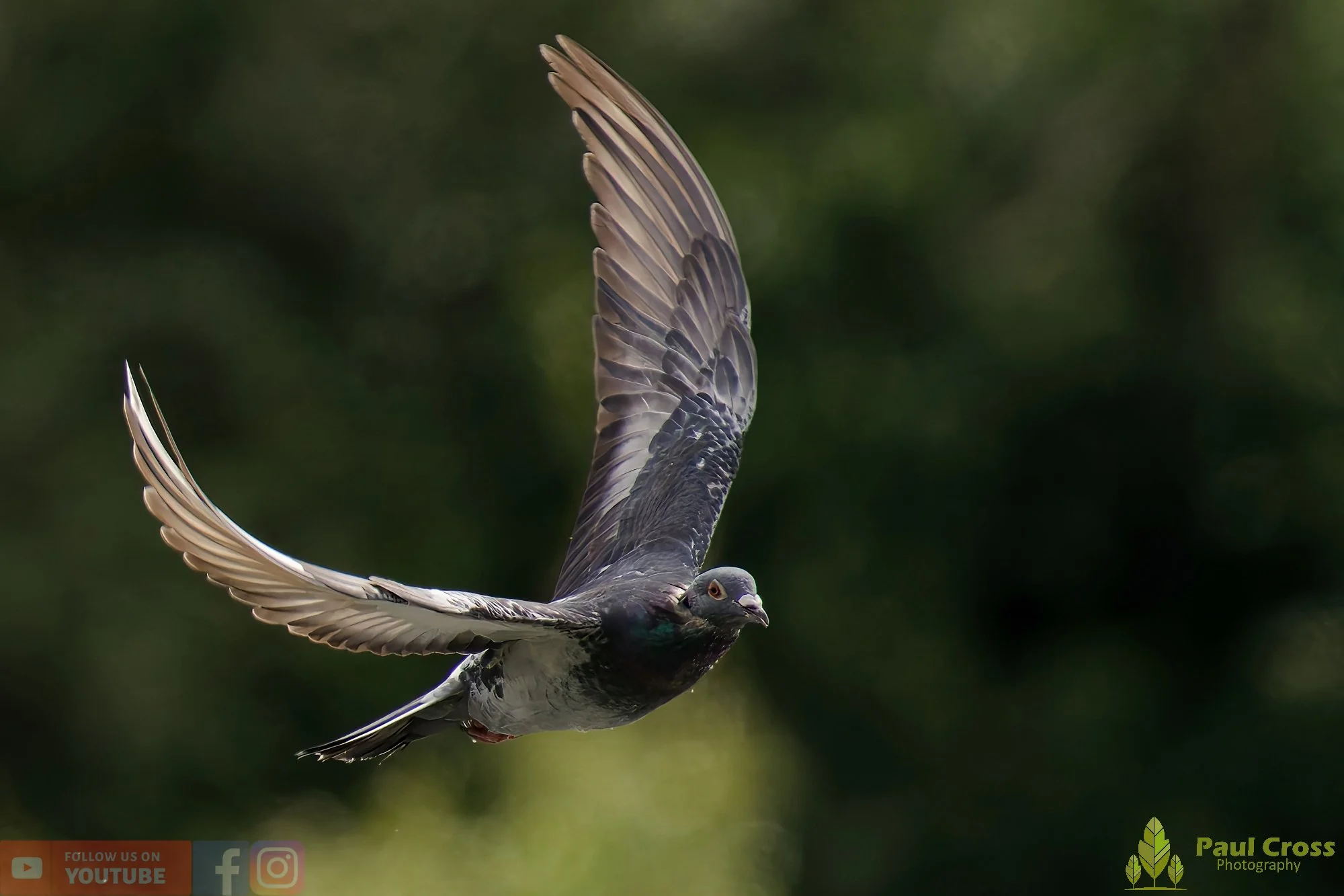 Feral Pigeon-00015.jpg