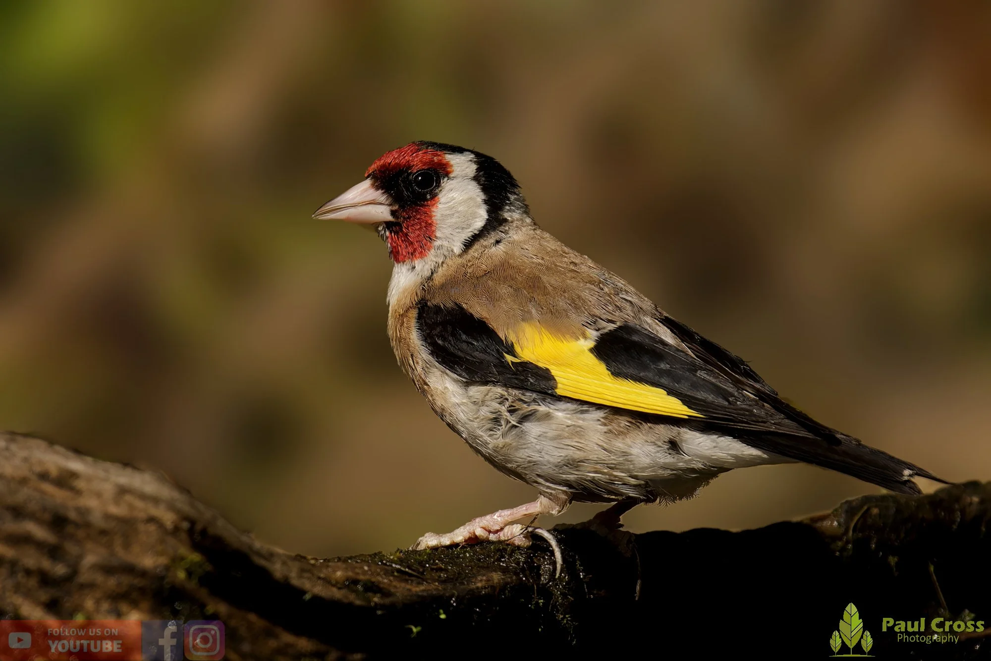 Goldfinch-00217.jpg