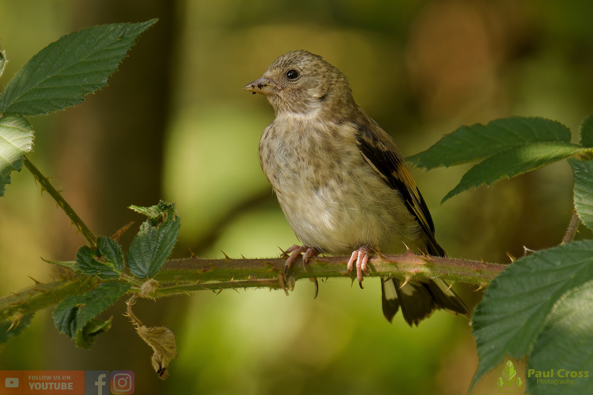 Goldfinch-00218.jpg