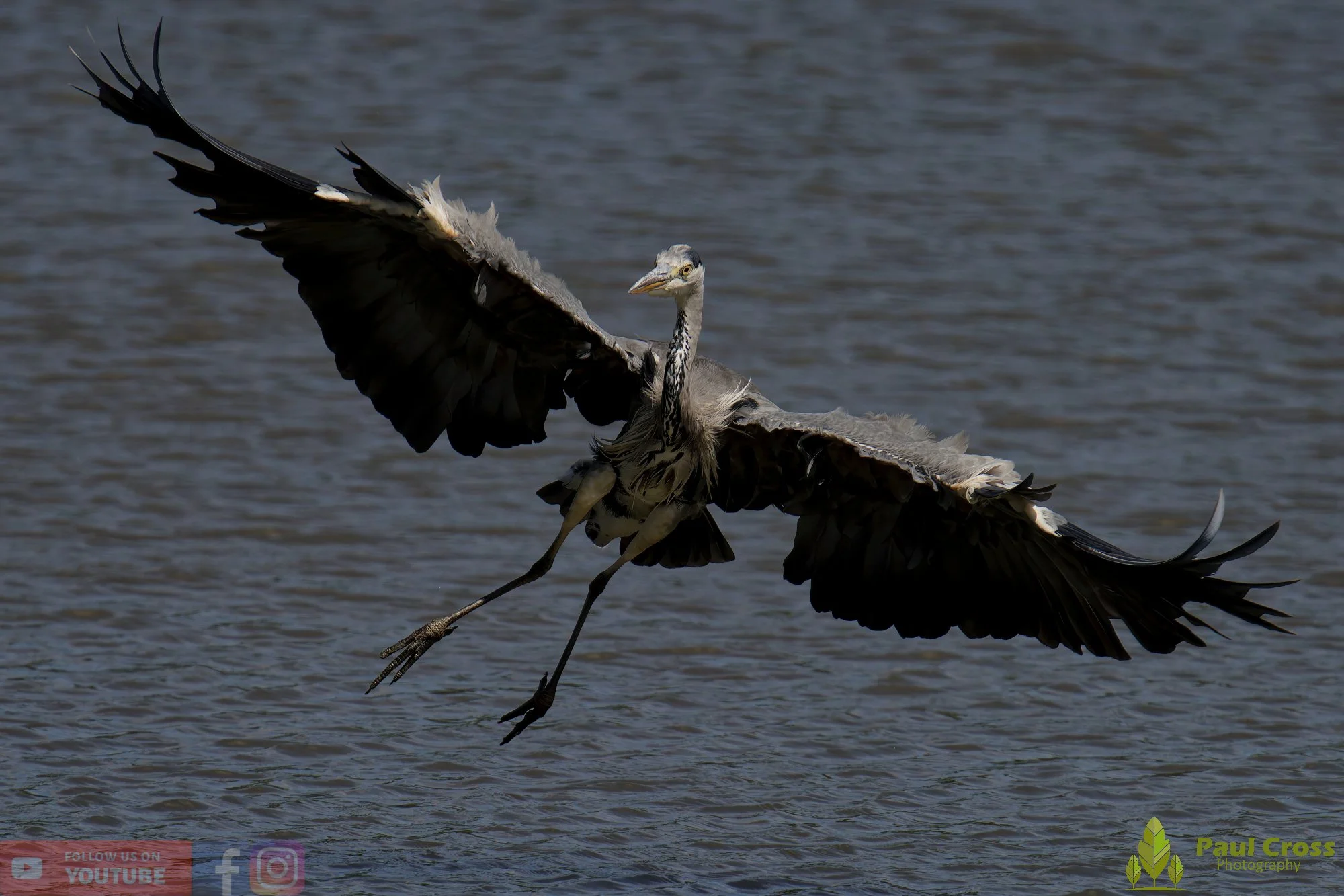 Grey Heron-00619.jpg