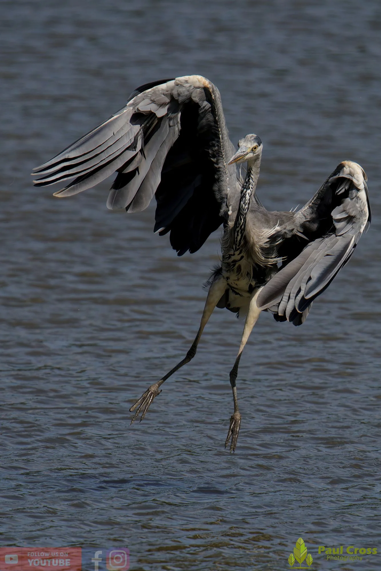 Grey Heron-00620.jpg