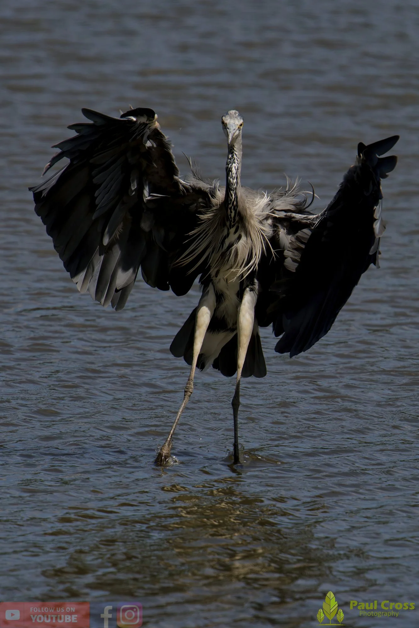 Grey Heron-00621.jpg