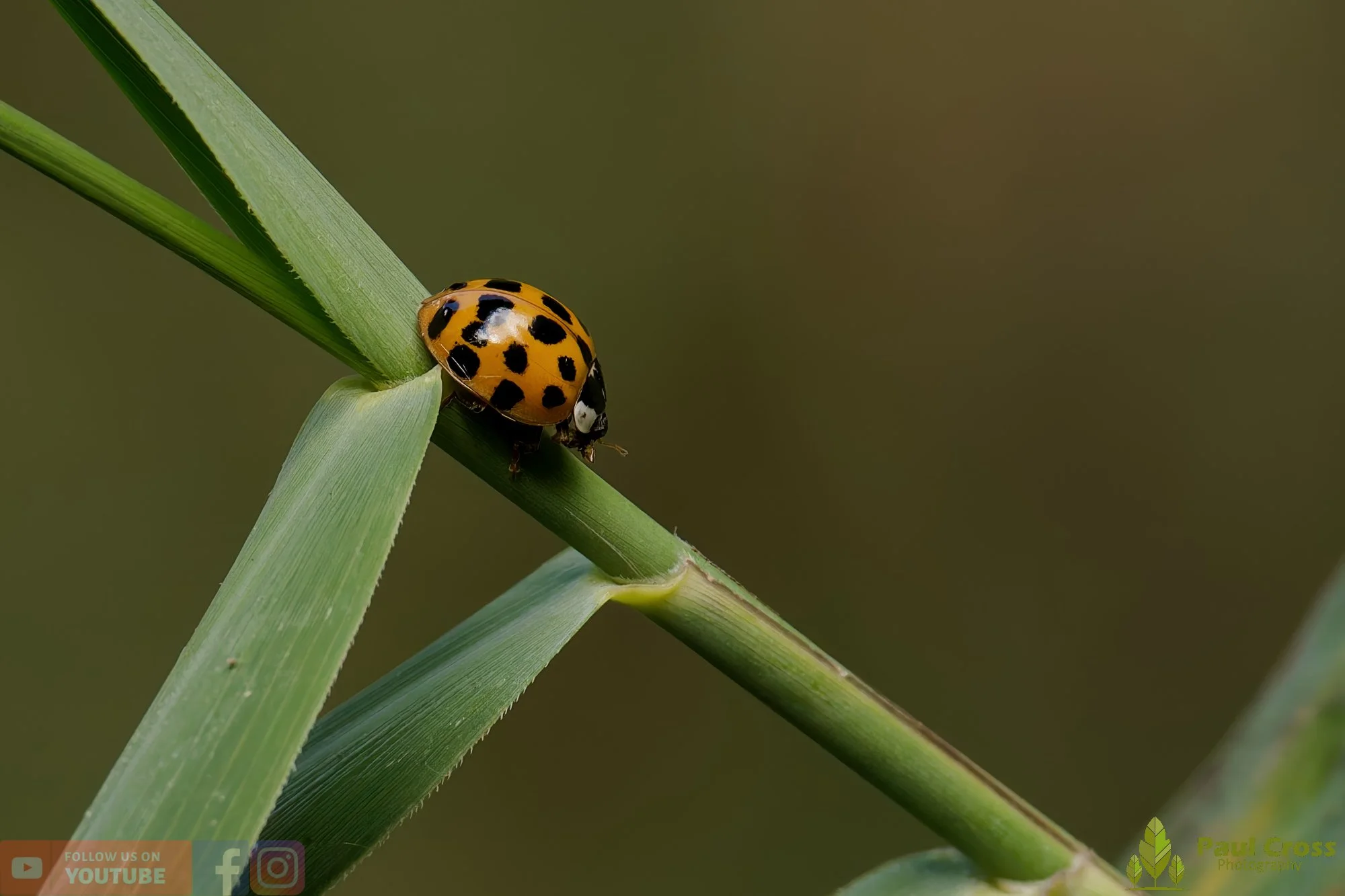 Harlequin Ladybird -00033.jpg