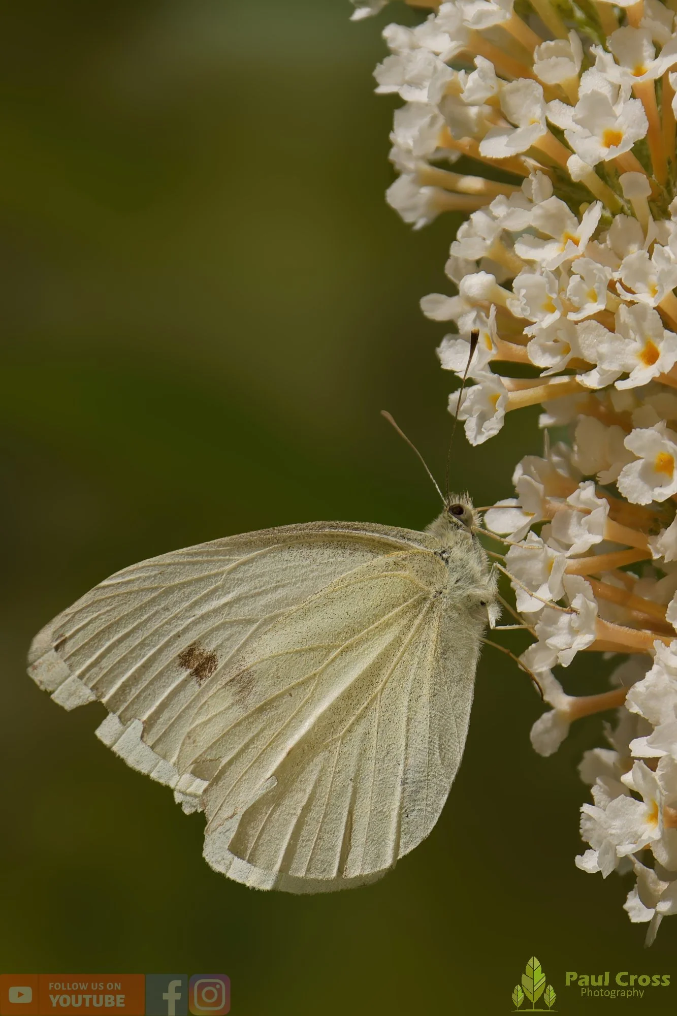 Large White-00088.jpg