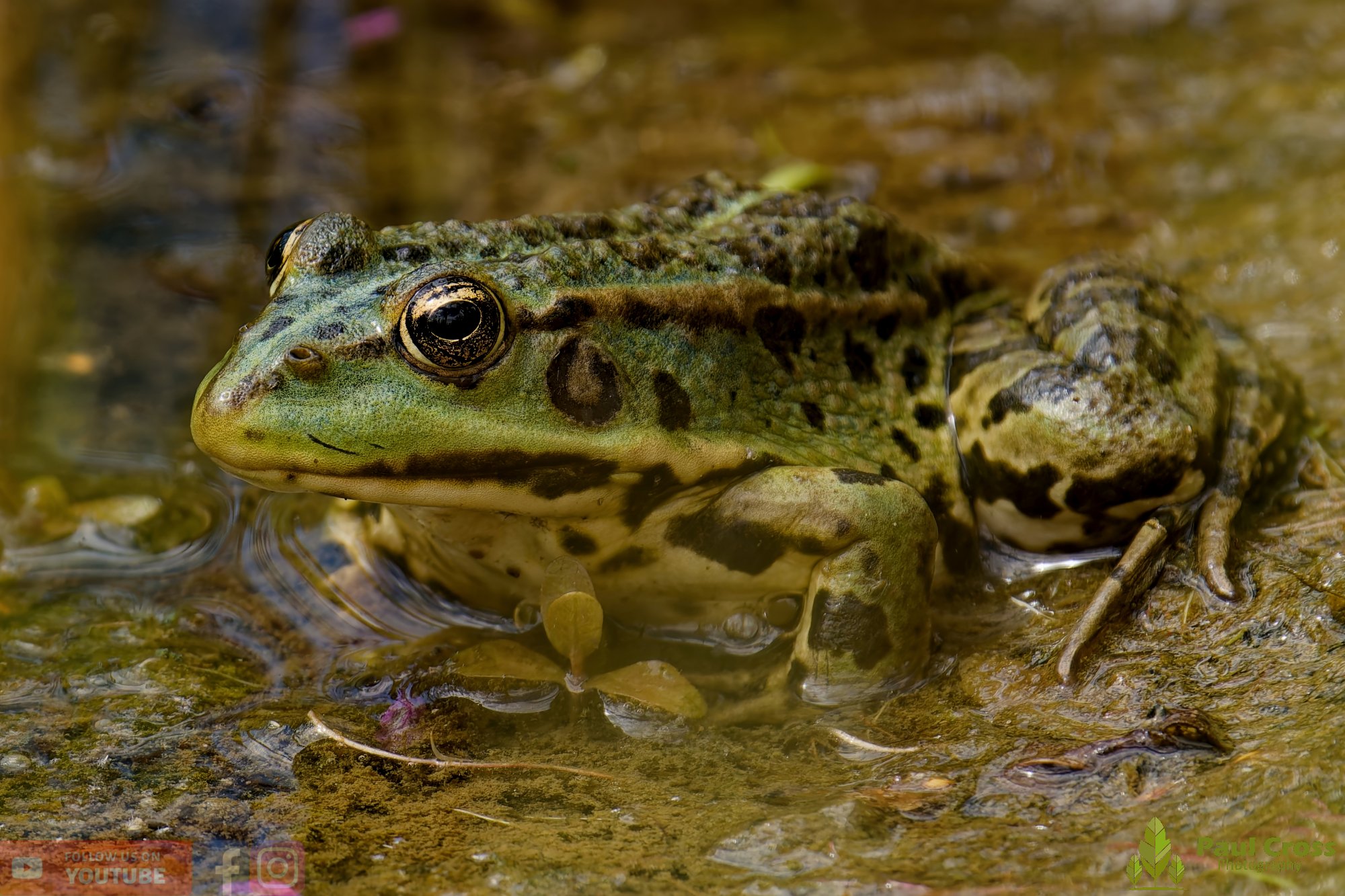 Marsh Frog-00059.jpg