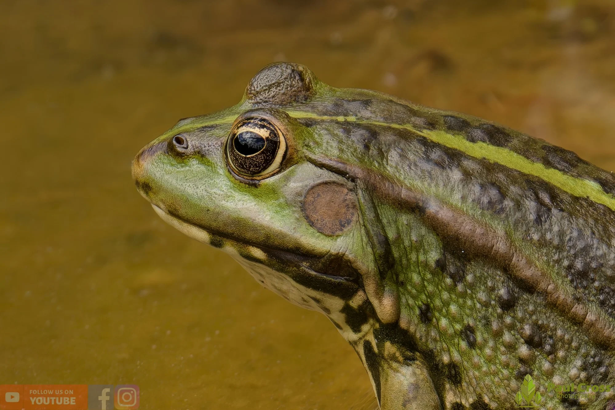 Marsh Frog-00060.jpg