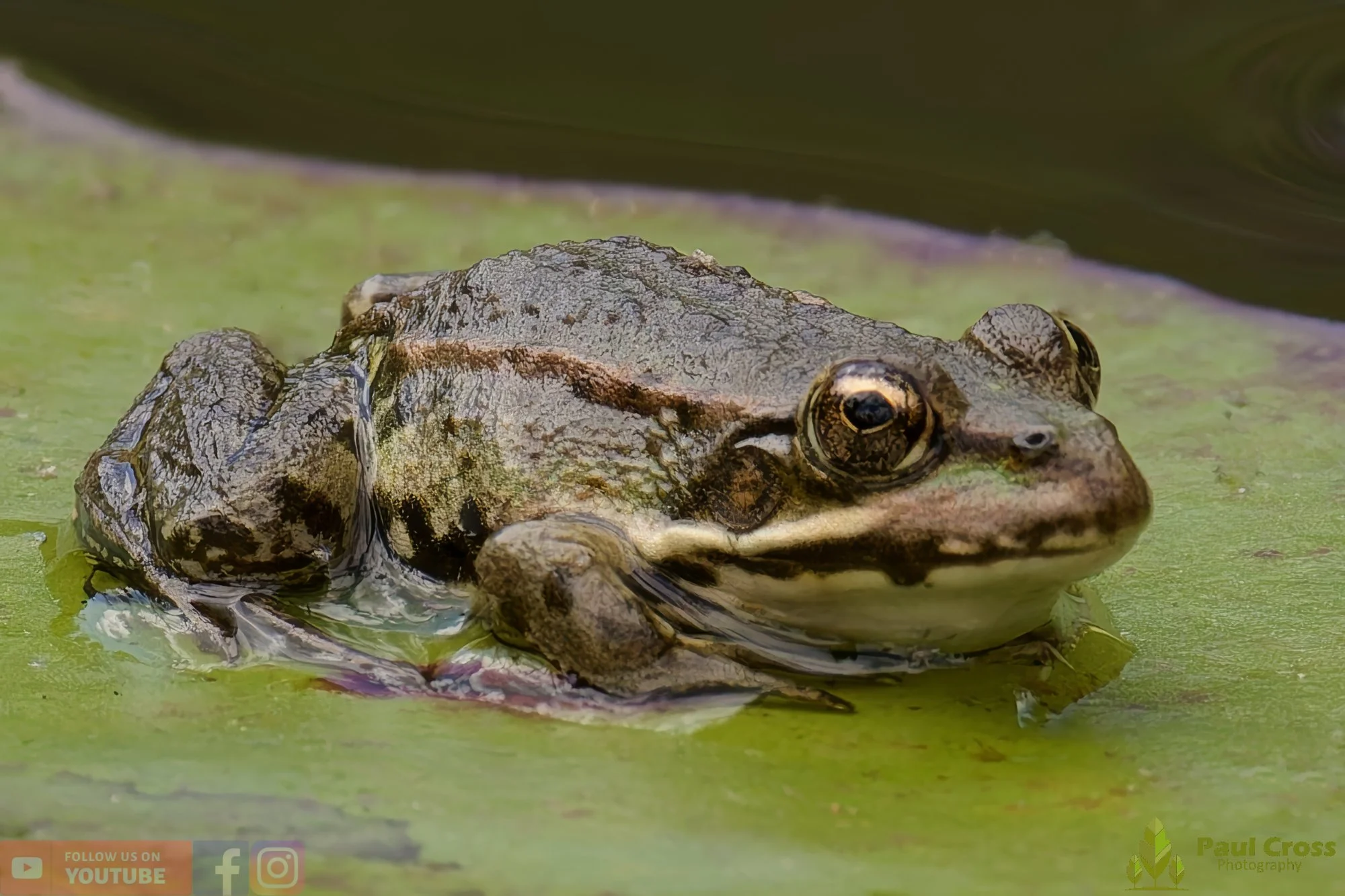 Marsh Frog-00061.jpg
