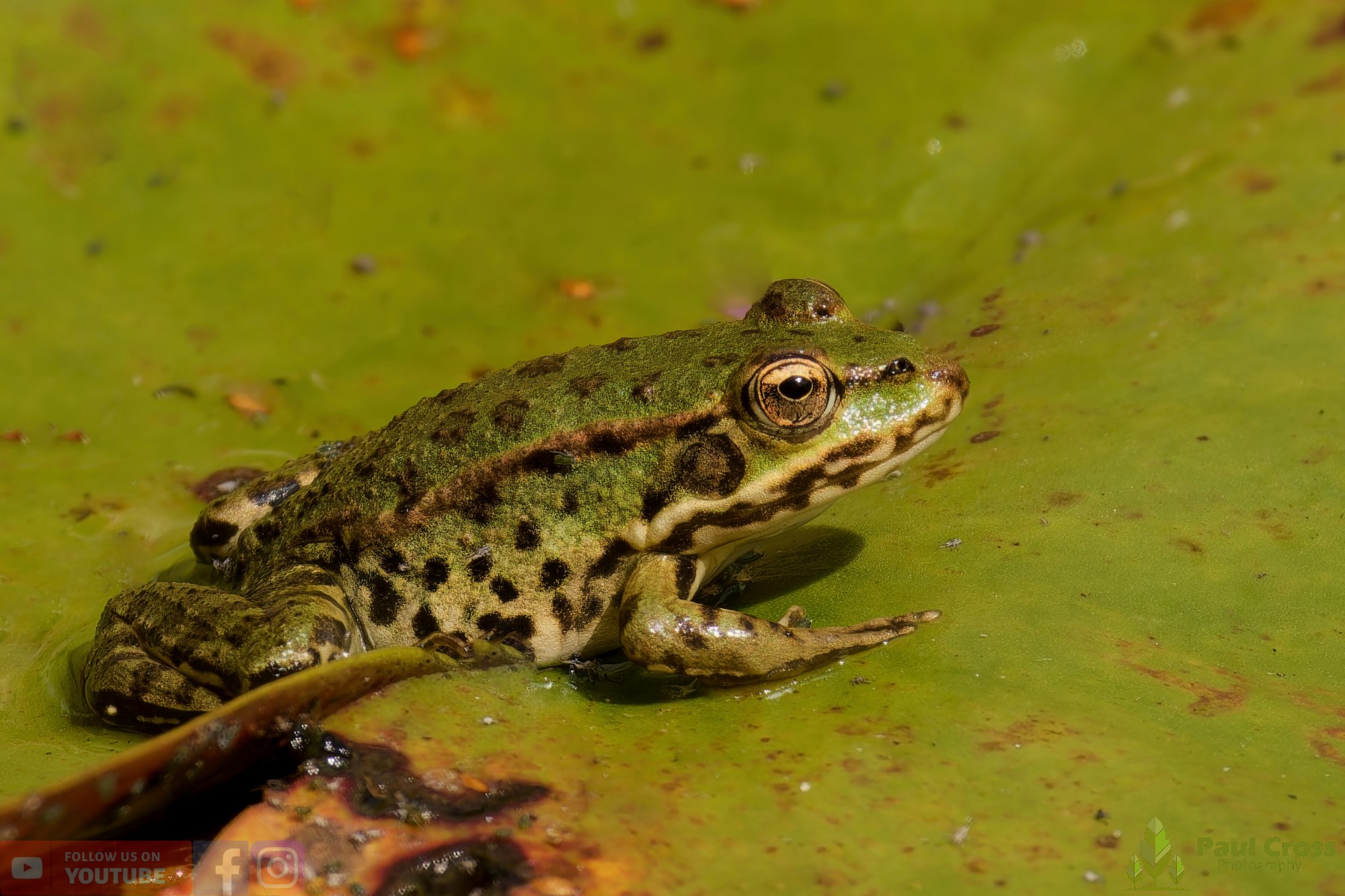 Marsh Frog-00062.jpg
