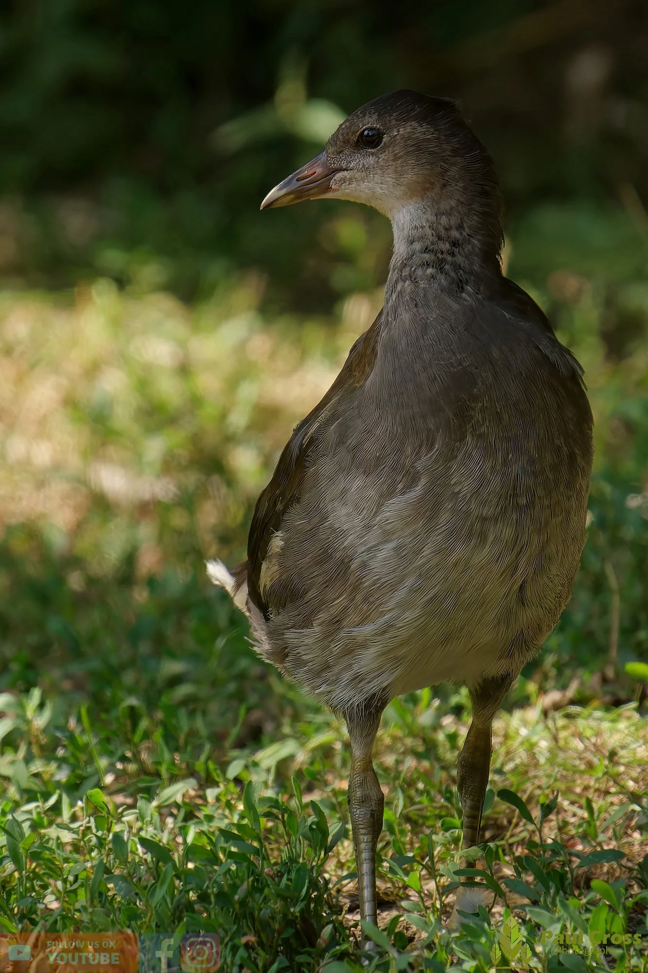 Moorhen-00225.jpg