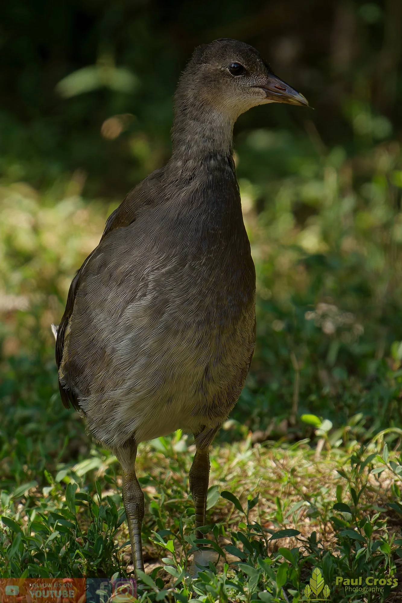 Moorhen-00226.jpg