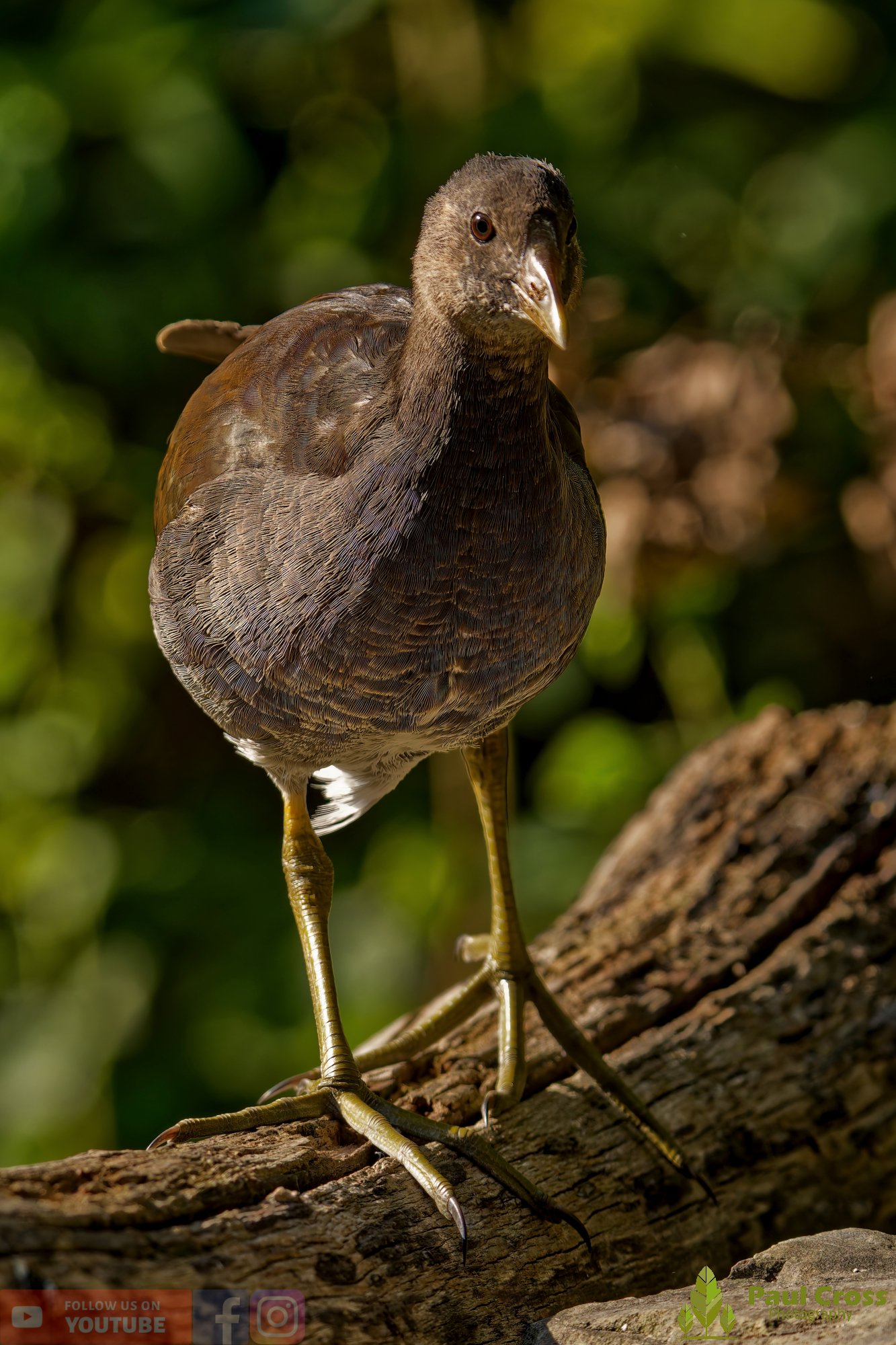 Moorhen-00229.jpg