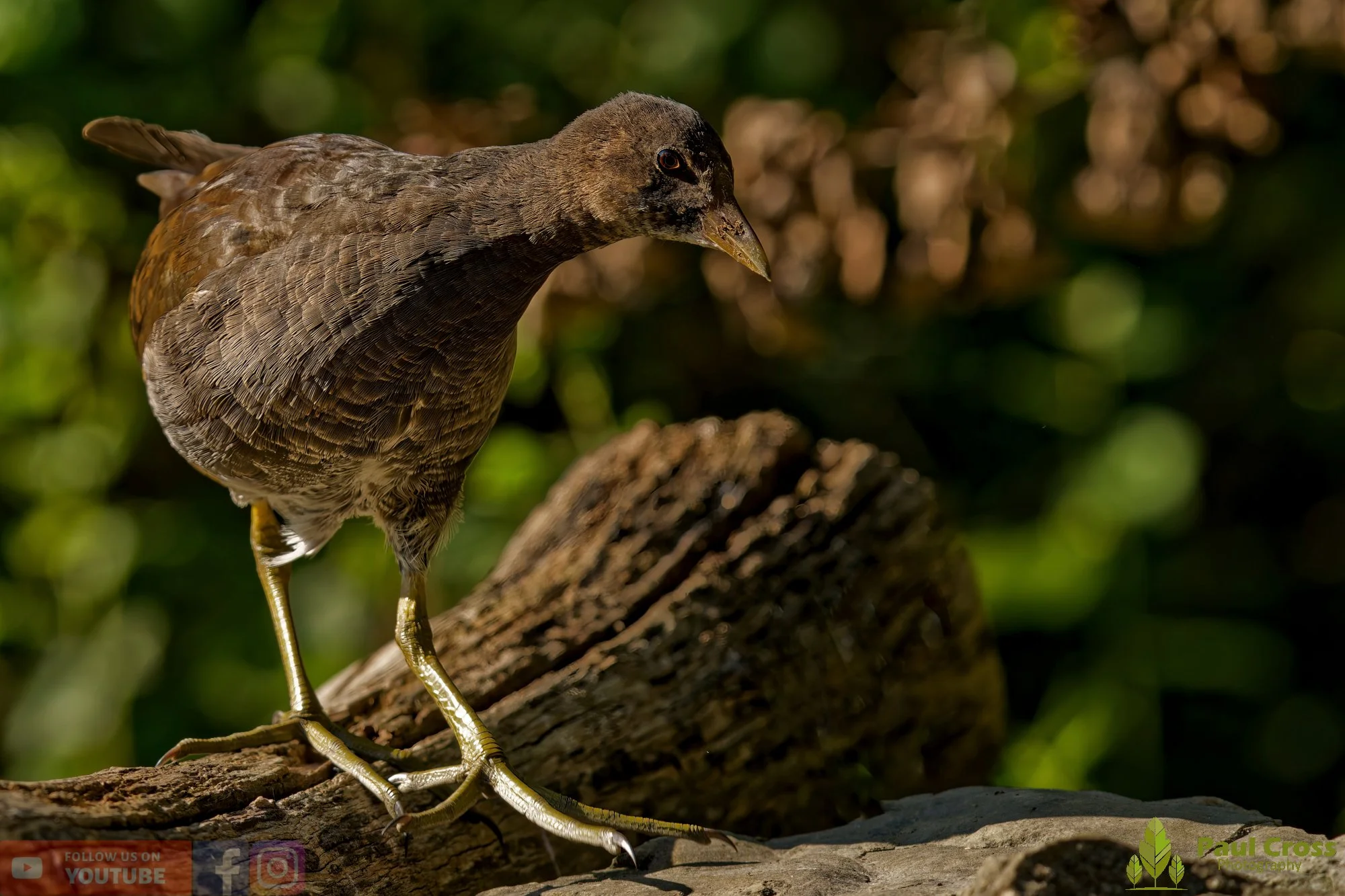 Moorhen-00230.jpg