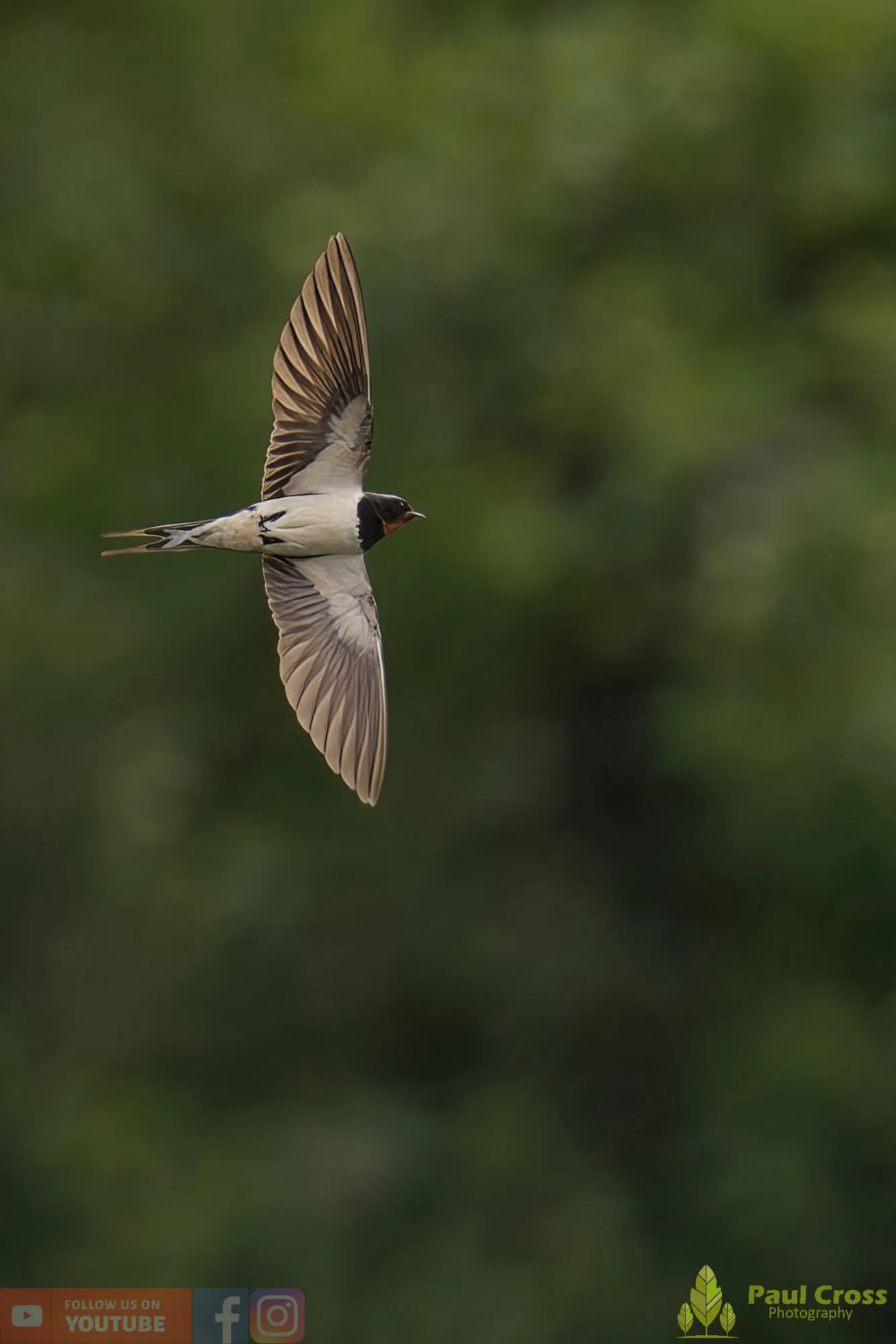 Swallow-00475.jpg