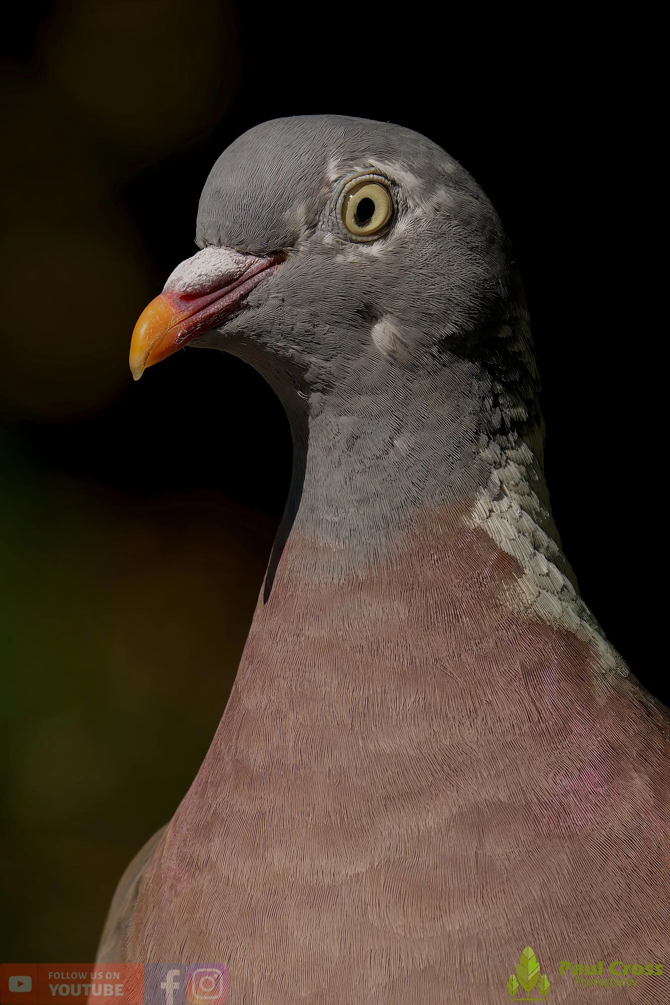 Wood Pigeon-00183.jpg