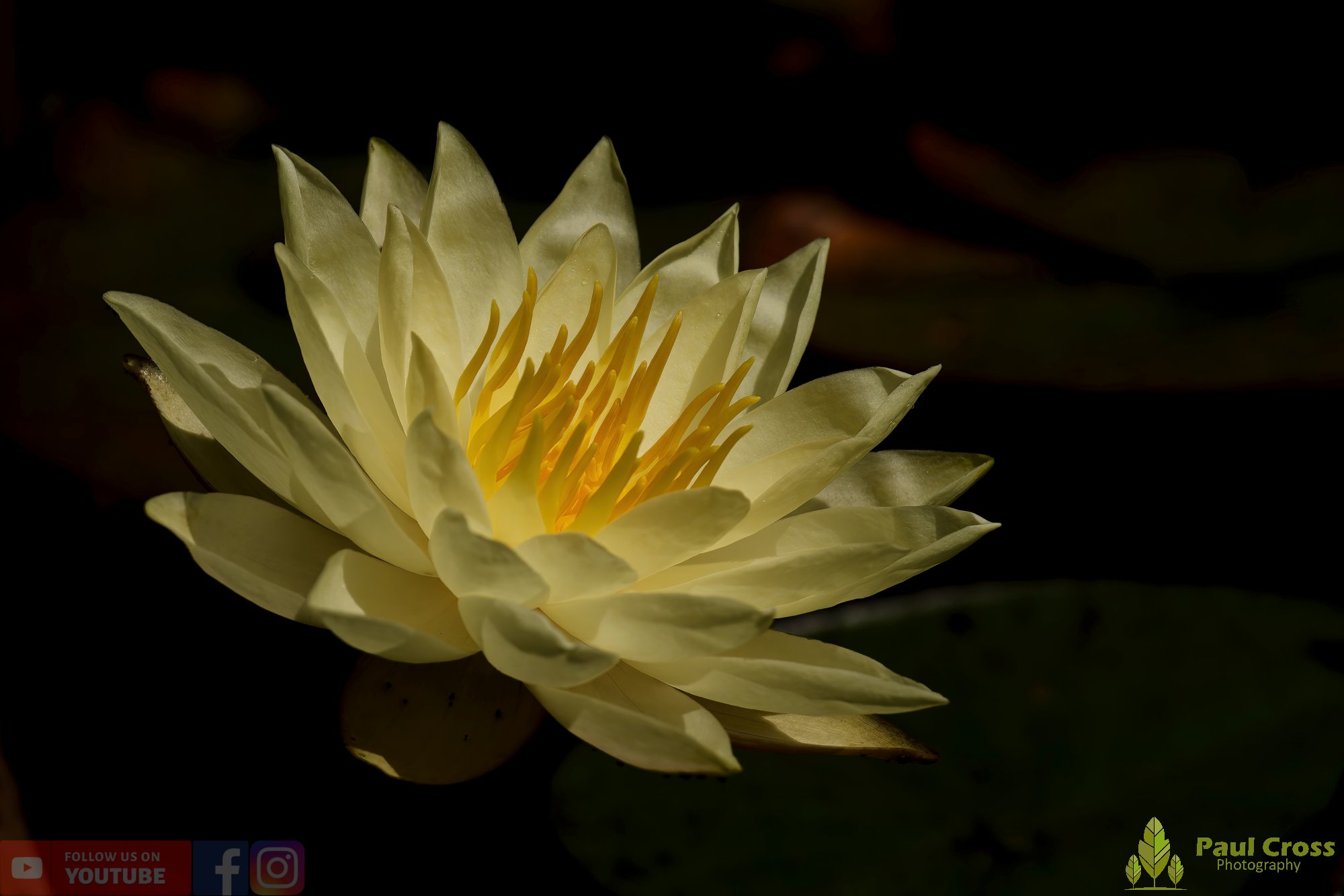 Water Lily-00004.jpg