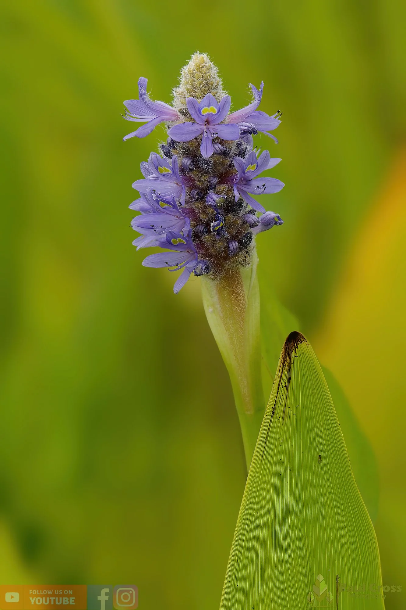 Pickerel Weed-00001.jpg