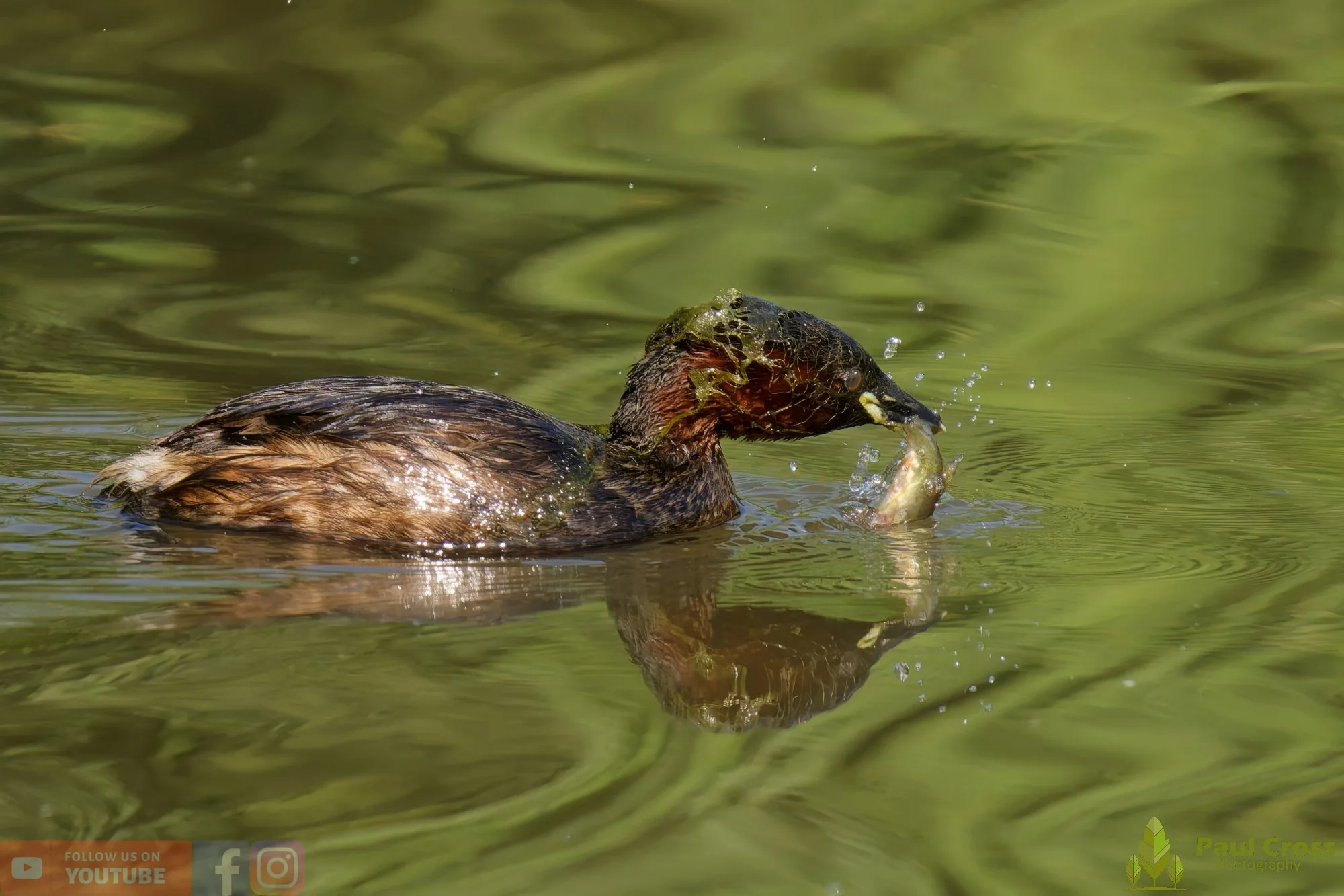 Little Grebe-00243.jpg