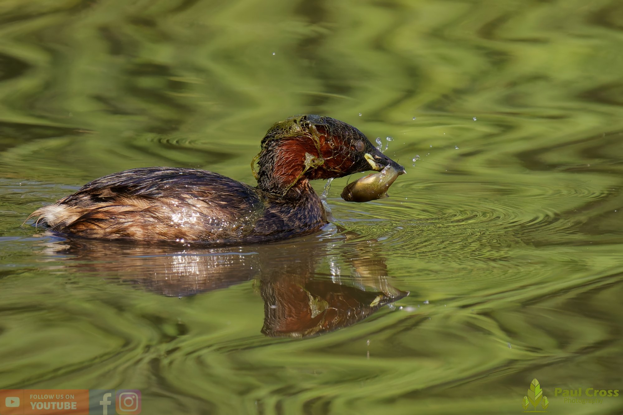 Little Grebe-00244.jpg