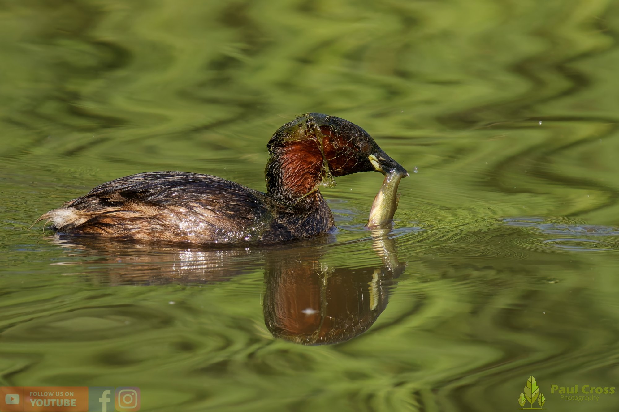 Little Grebe-00245.jpg