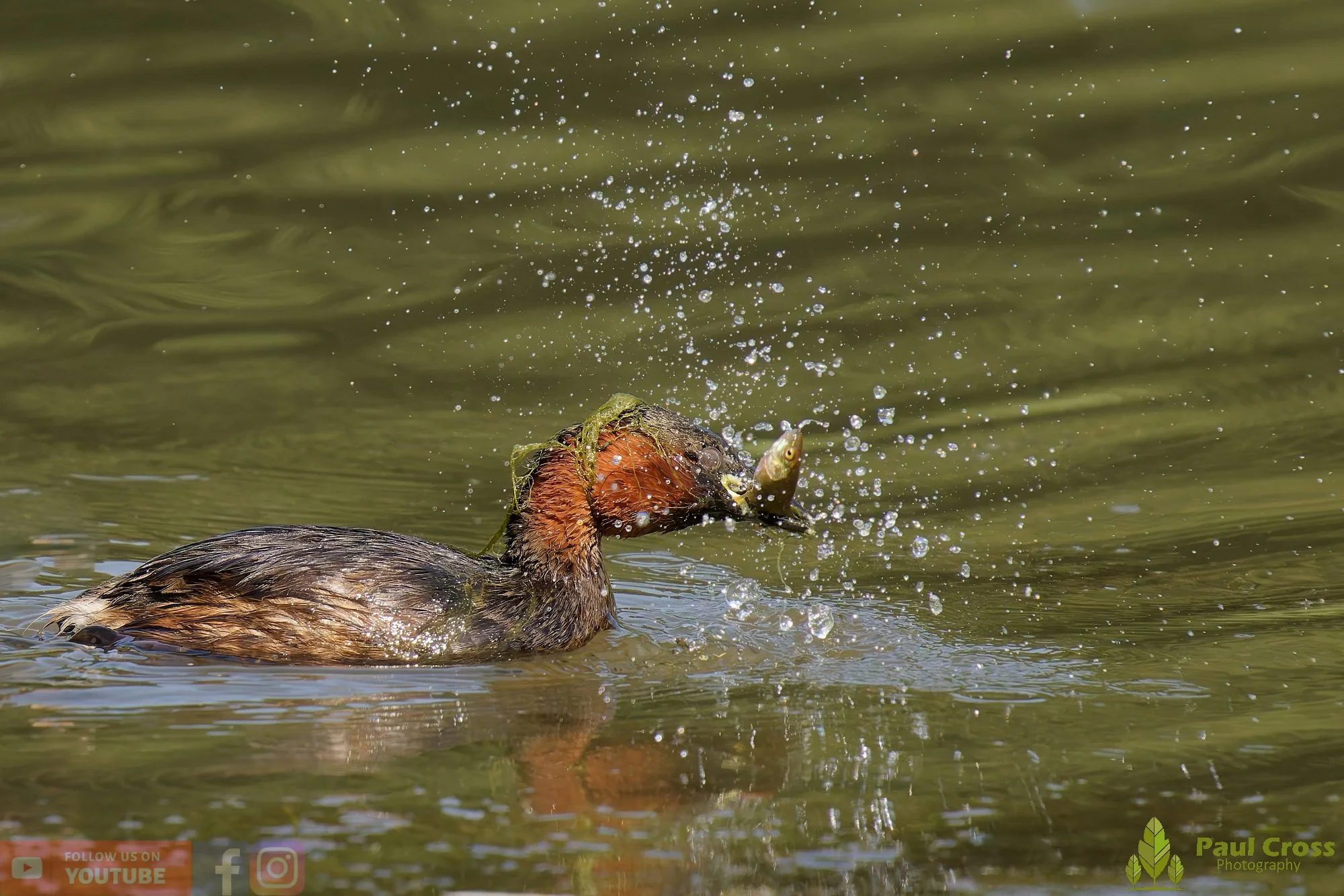 Little Grebe-00246.jpg
