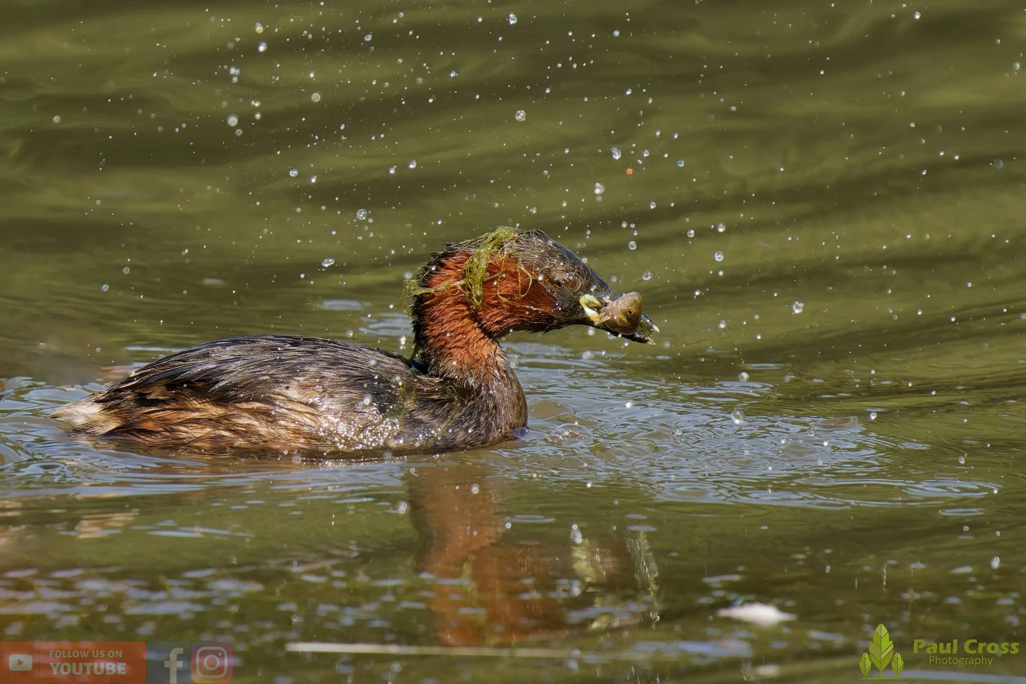 Little Grebe-00247.jpg