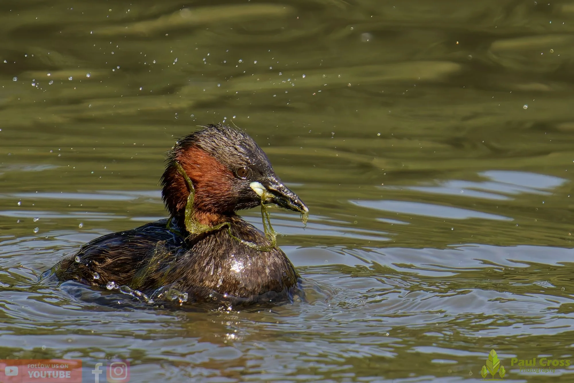 Little Grebe-00248.jpg