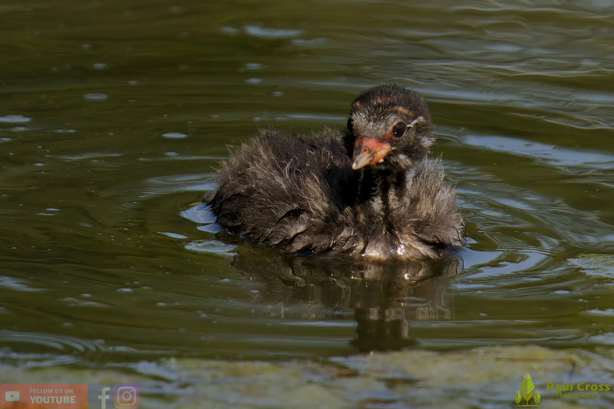 Little Grebe-00249.jpg